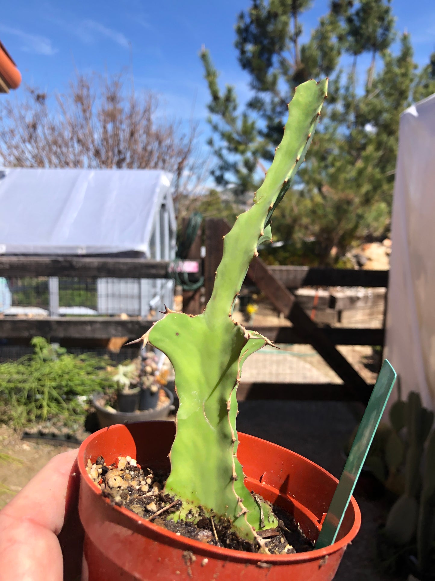 Euphorbia pseudocactus Zig Zag 6.5”Tall #65G
