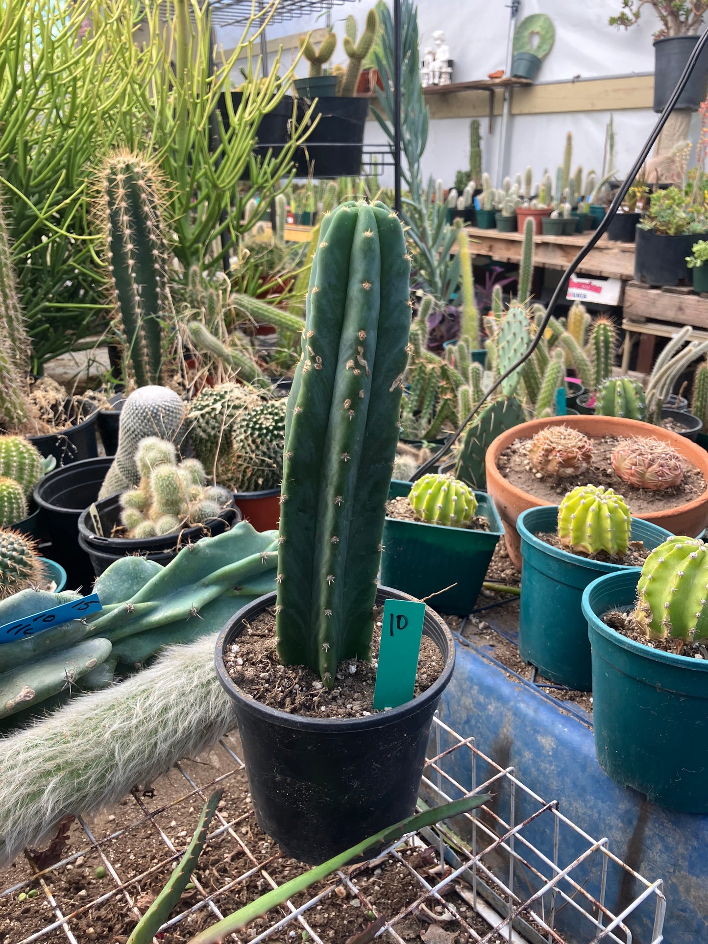 San Pedro Cactus - Trichocereus pachanoi 10" Tall #10G