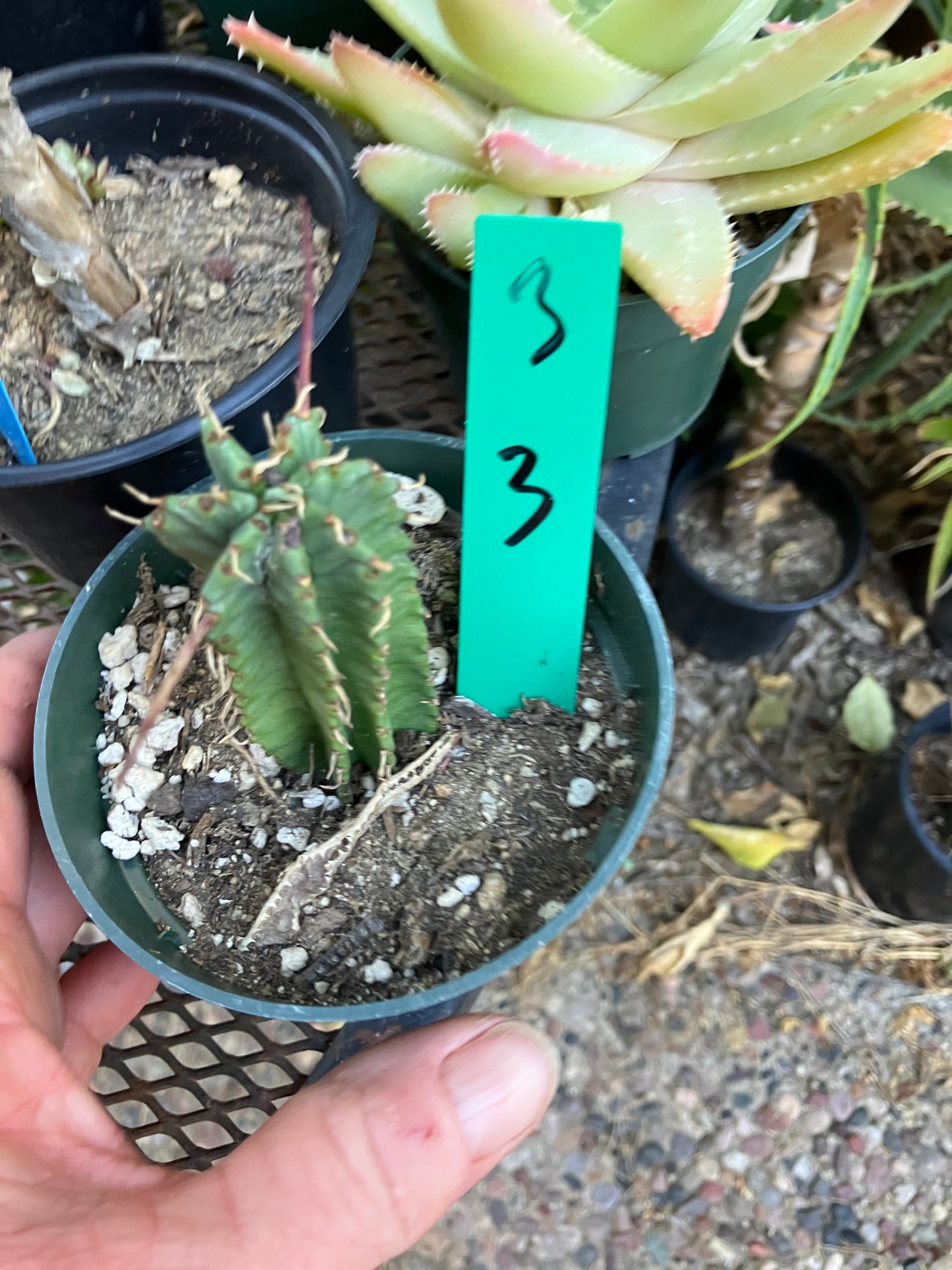 Euphorbia Horrida Noorsveldensis 3" Tall #3G