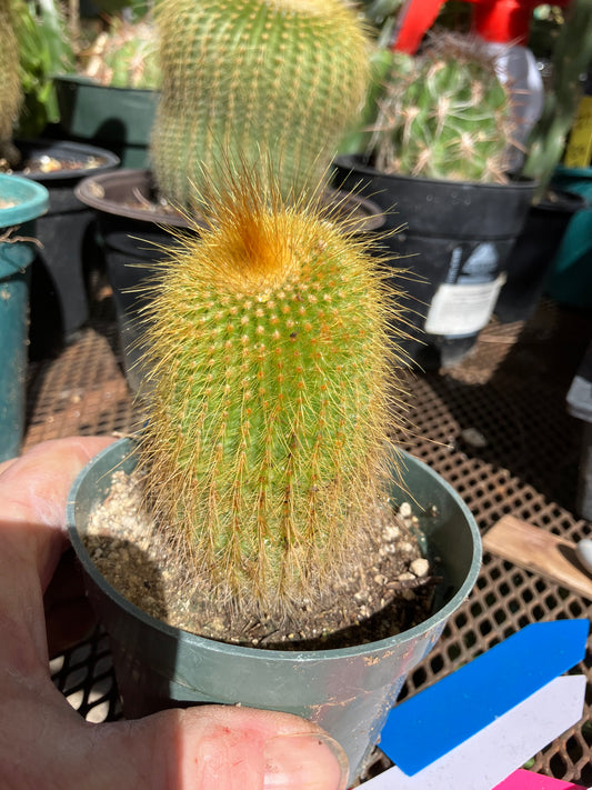 Notocactus leninghausii 3.5"Tall Cactus #60B