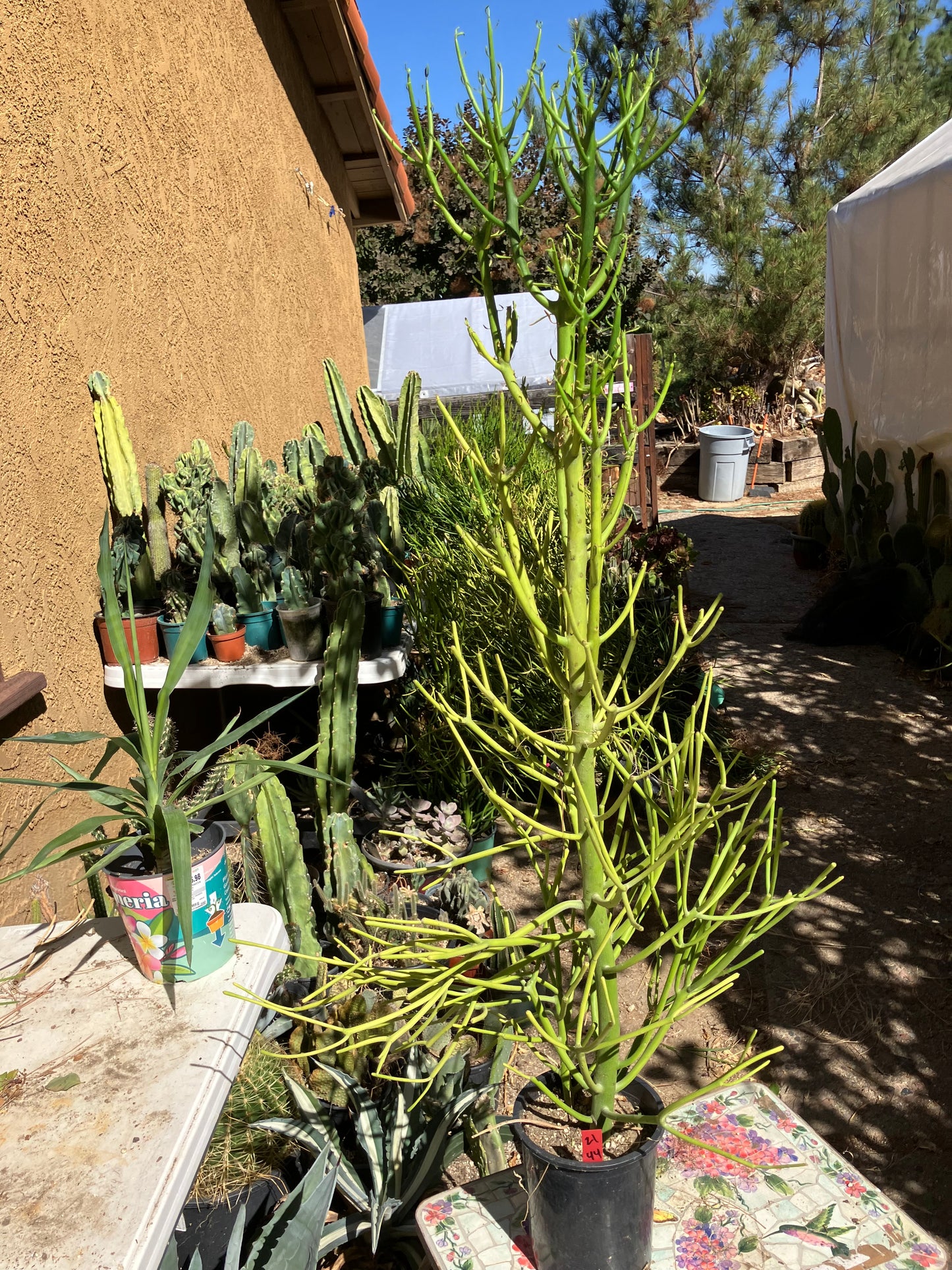 Euphorbia tirucalli Pencil Cactus/Succulent 44"Tall 17"Wide #21R