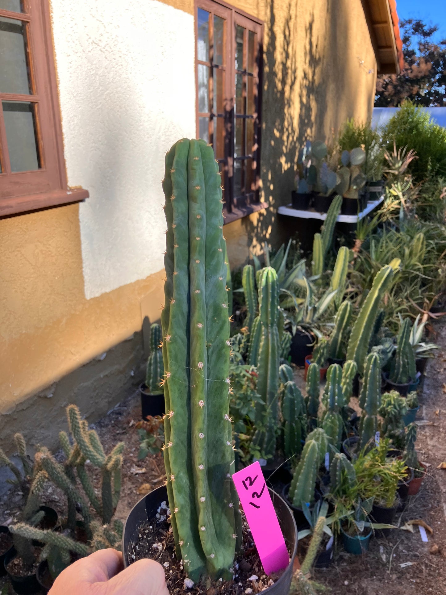 San Pedro Cactus - Trichocereus pachanoi 12”Tall #12P