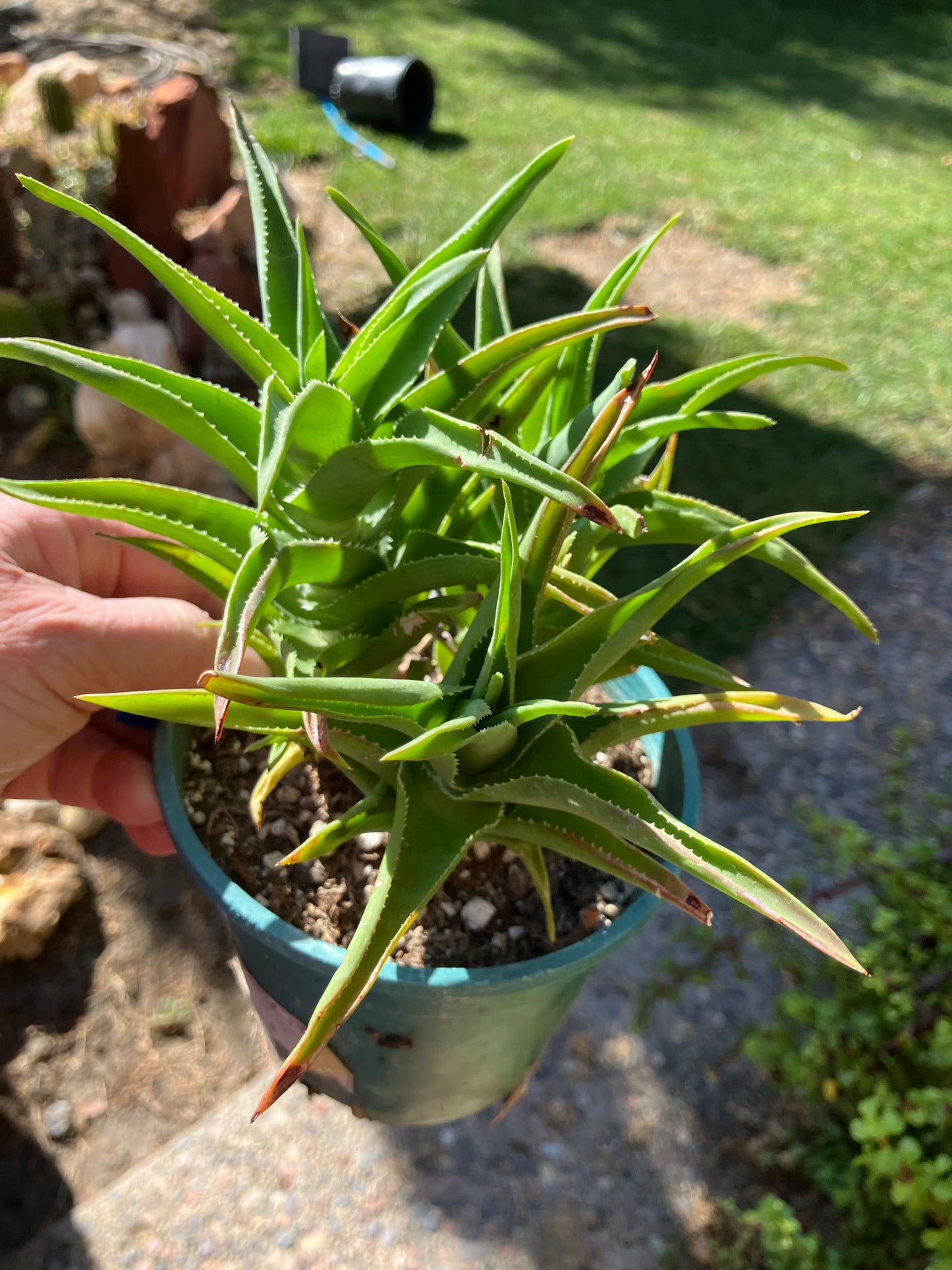 Aloe Ciliaris x Delaeti Hybrid Climbing Succulent 6”Tall 6"Wide #66B