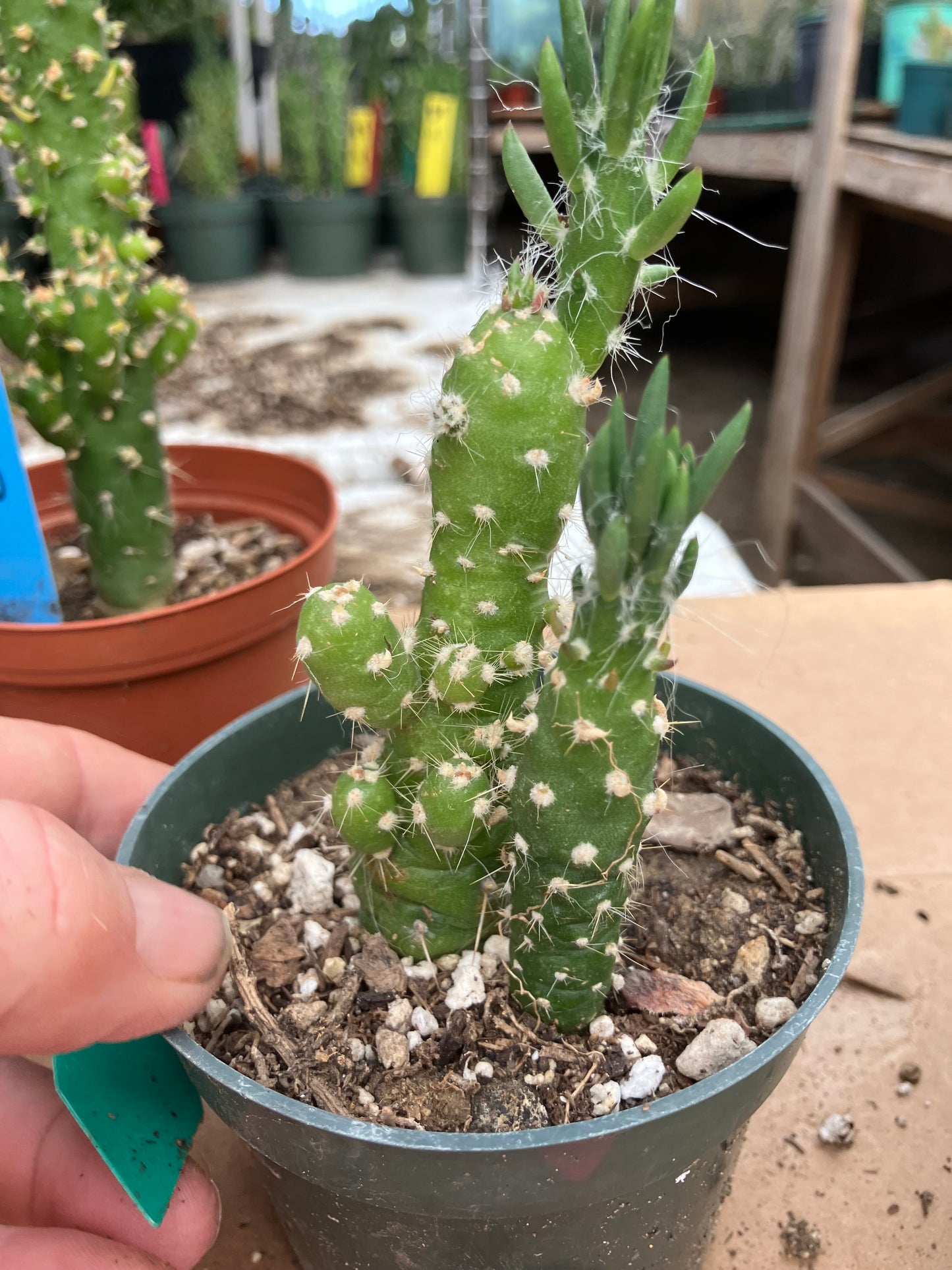 Austrocylindropuntia Cactus Gumbi Mini Eve's Needle 4"Tall #11G