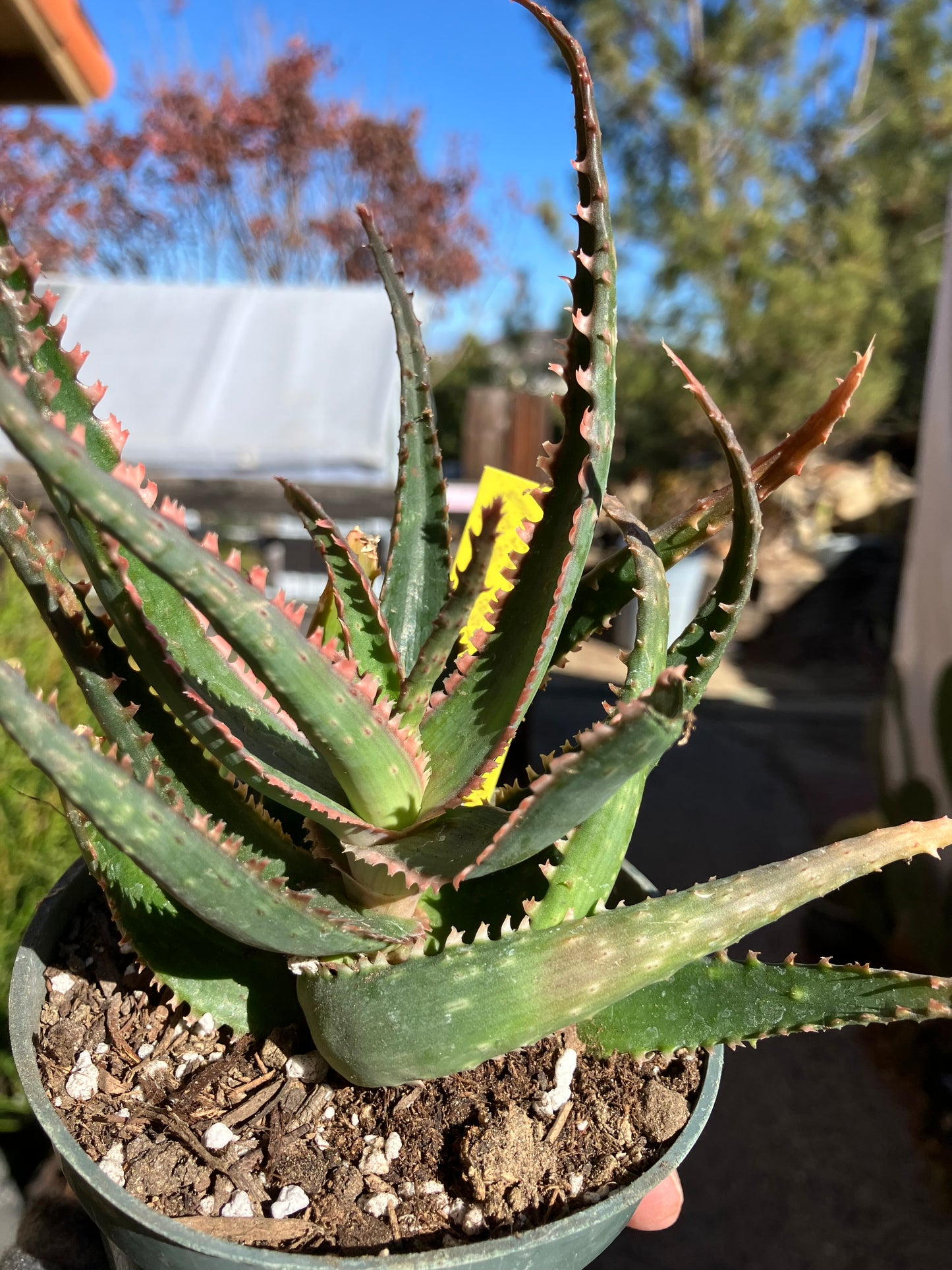 Aloe  Swordfish Succulent 6" Wide #5Y