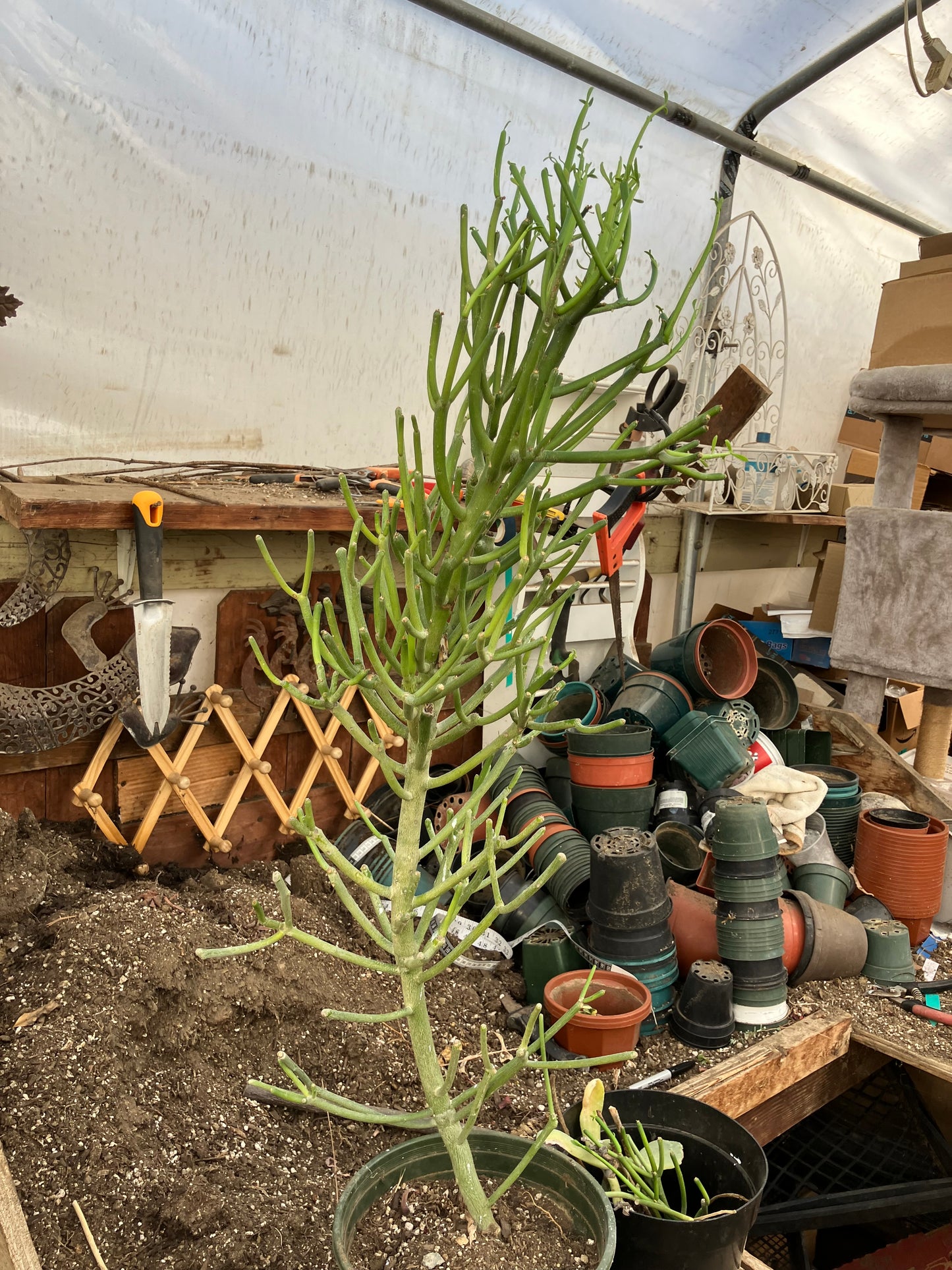 Euphorbia tirucalli Fire Stick 36"Tall 11"Wide #7G