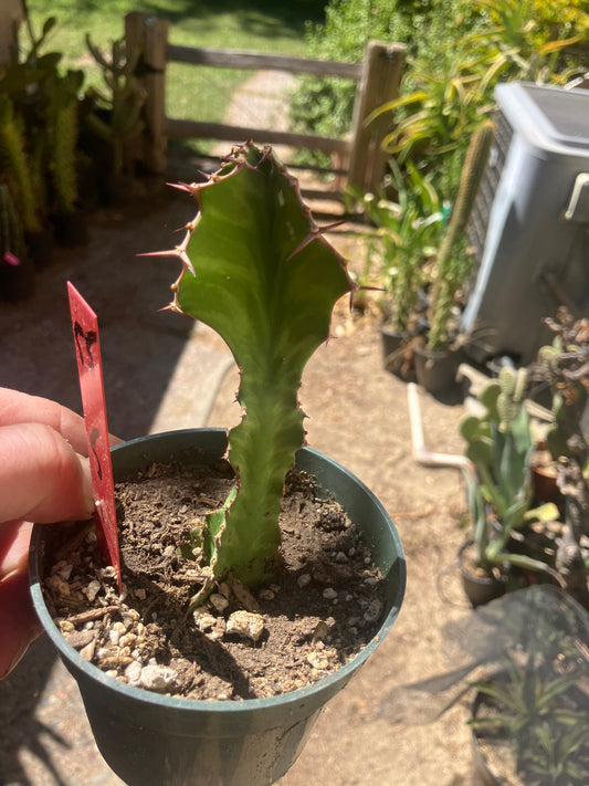 Euphorbia pseudocactus Zig Zag 5”Tall #55R