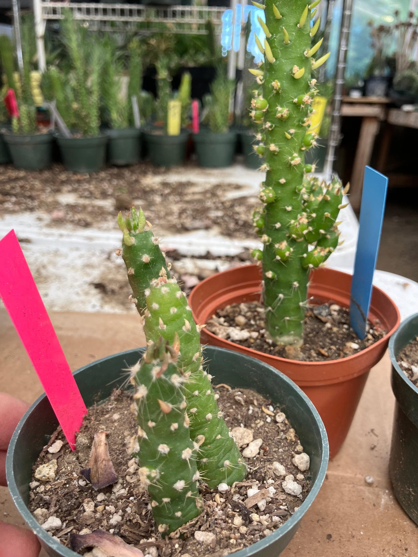 Austrocylindropuntia Cactus Gumbi Mini Eve's Needle 3"Tall #12P