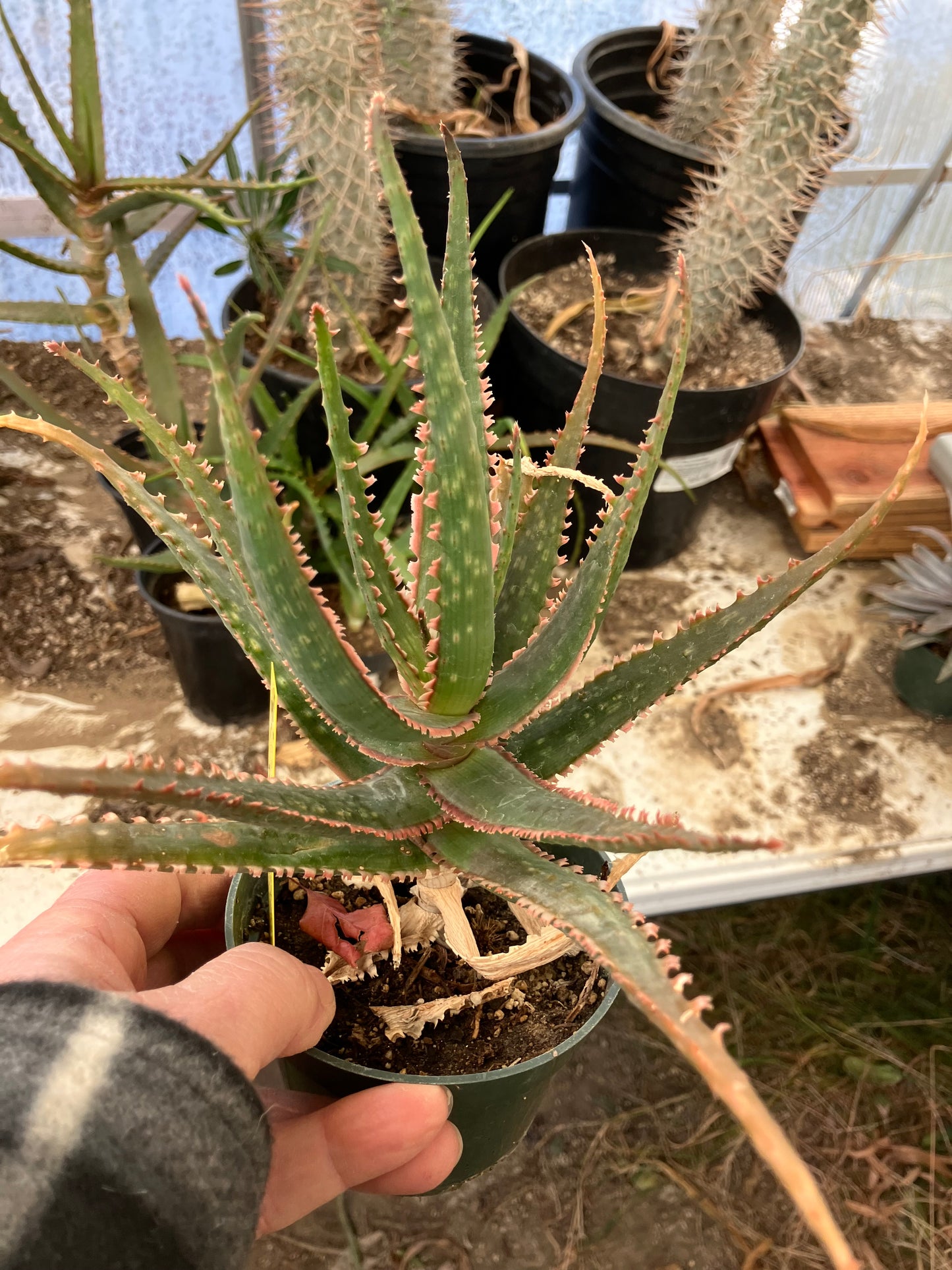 Aloe  Swordfish Succulent 8" Wide #100y