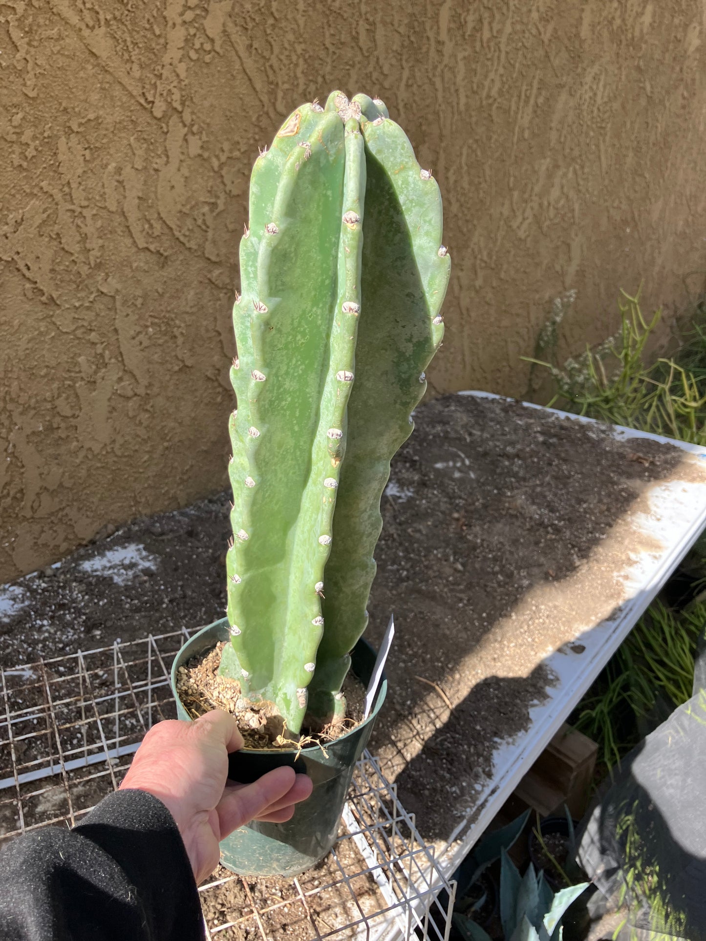 Cereus Peruvianus  Night Blooming 16"Tall #163W