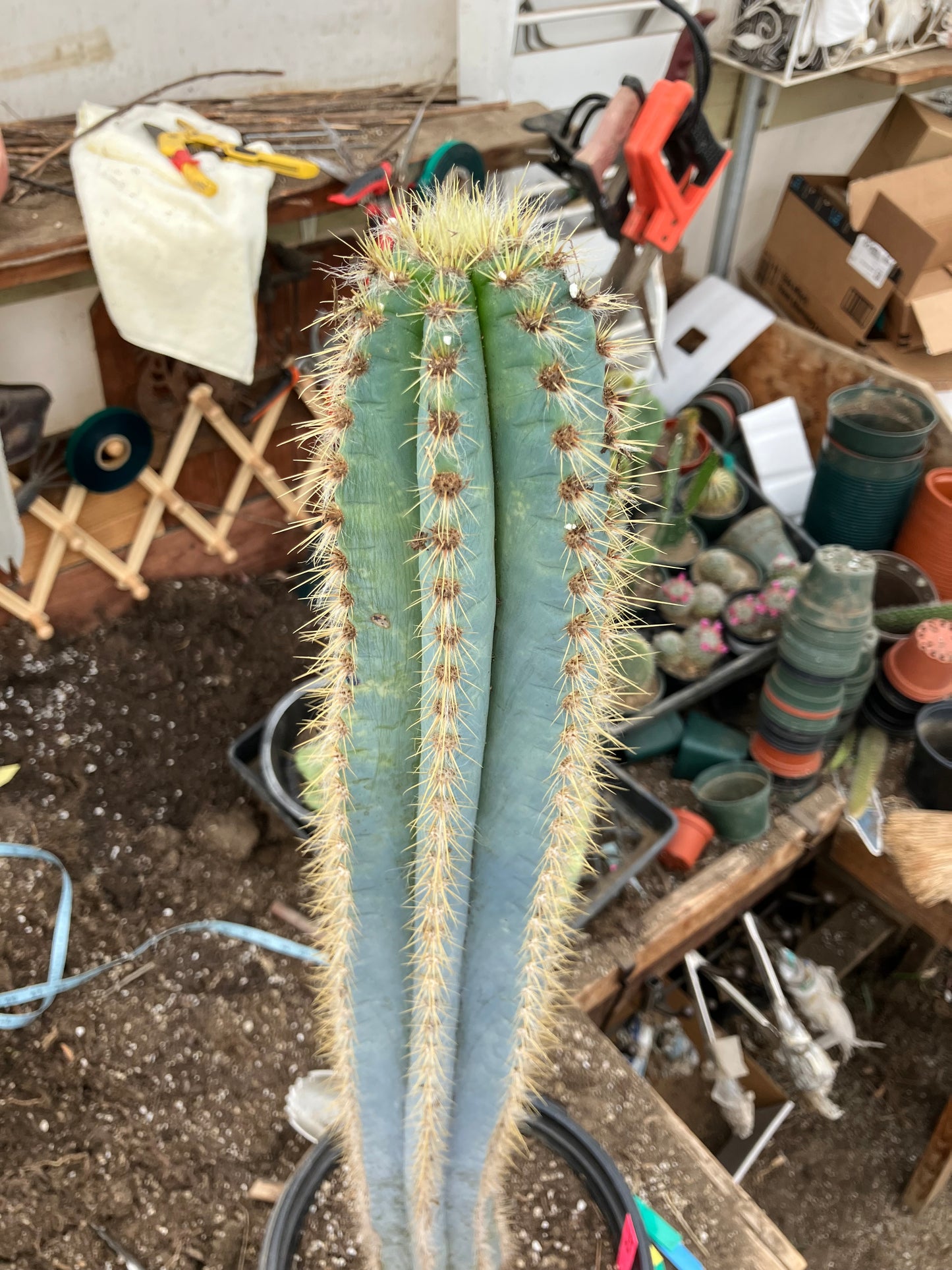 Pilosocereus Blue Azureus Cactus 31" Tall 11.25"Circumference #311P