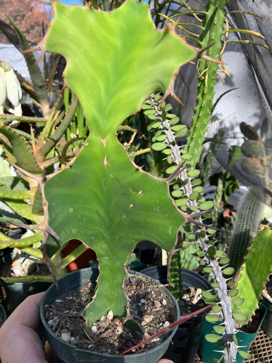 Euphorbia grandicornis Cow Horn 8.5”Tall #835R