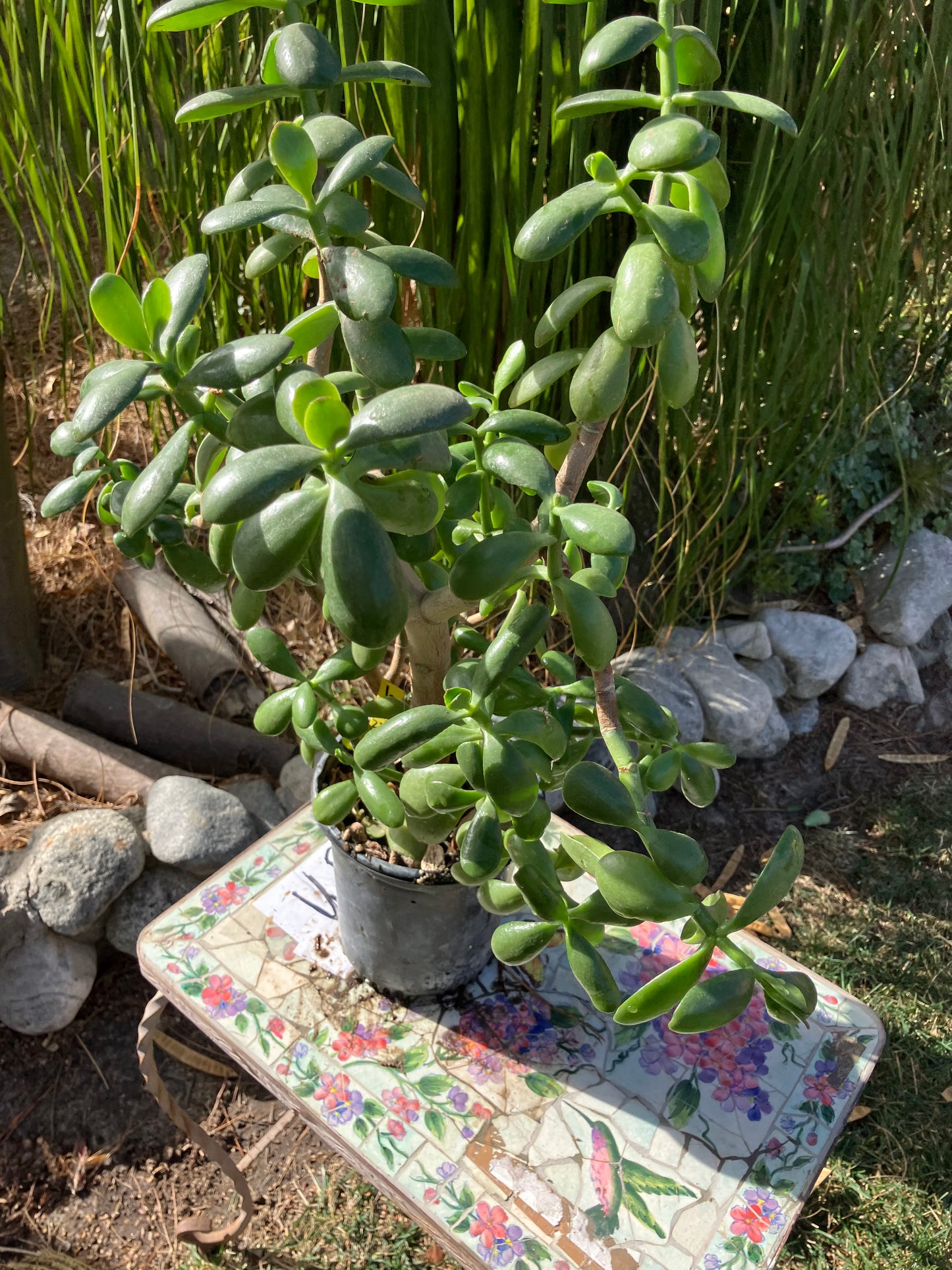 Crassula Ovata Money Jade 22”T 16"W #6Y