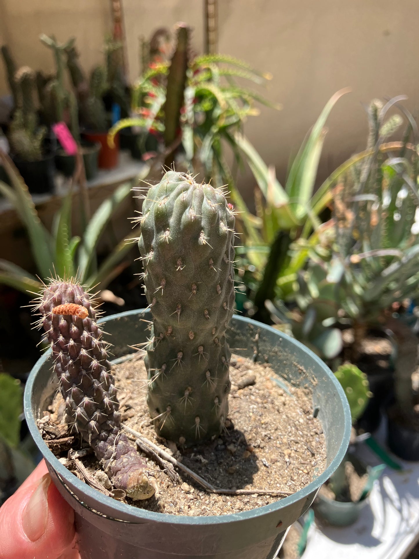 Cylindropuntia fulgida Cholla Boxing Glove Cactus Crest 3.5"Tall #355B