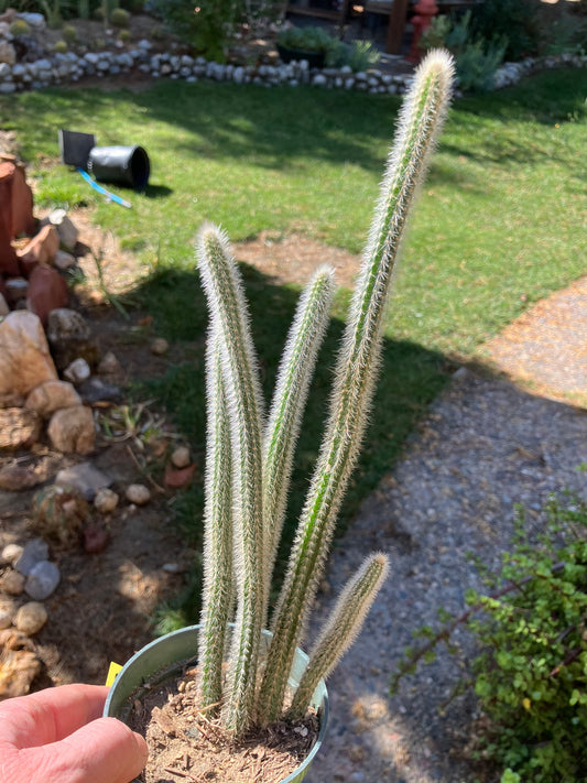 Corryocactus erectus "Red Hot Chili Poker" Cactus 11" Tall #11Y