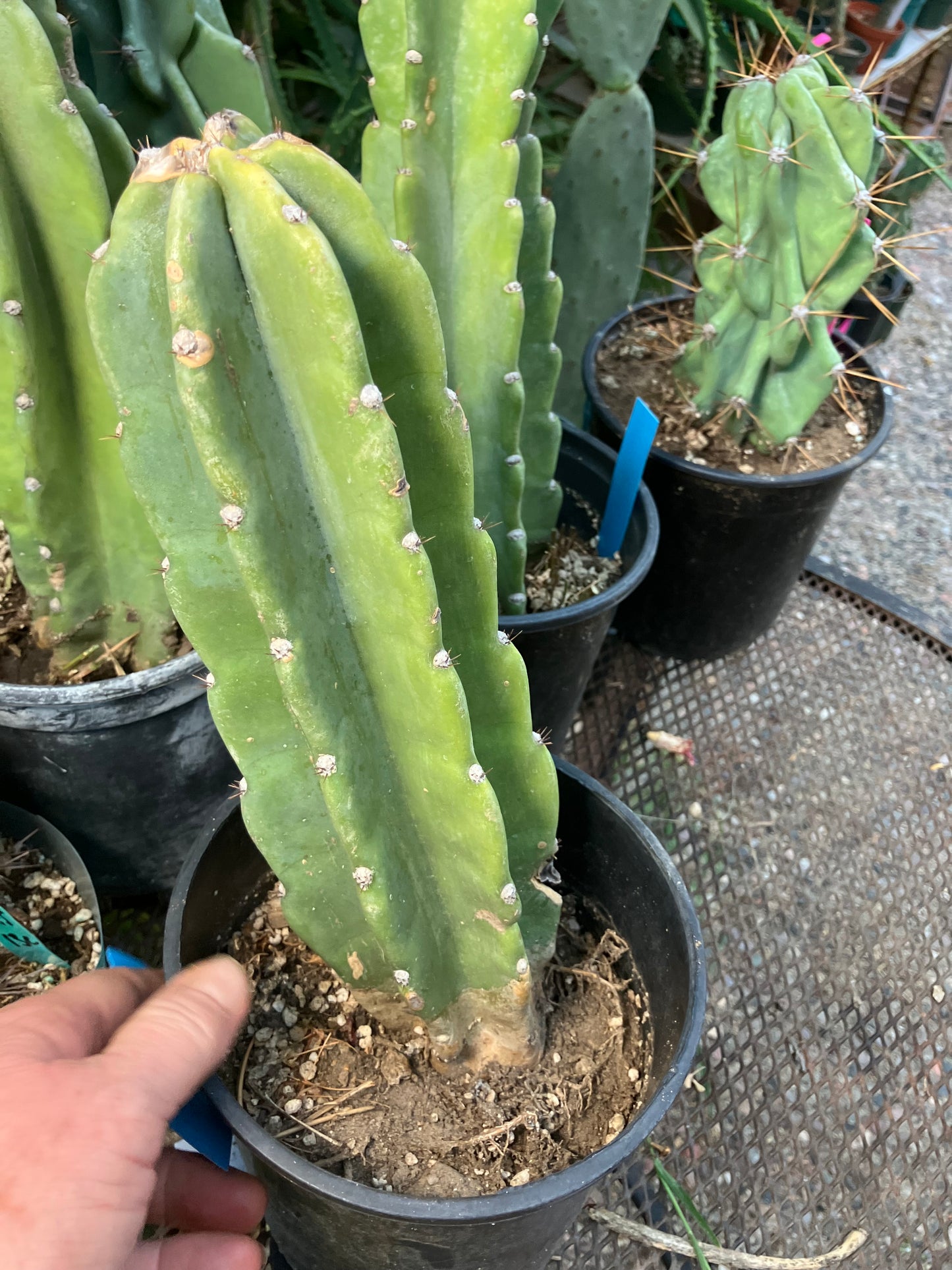 Cereus Peruvianus Night Blooming 11"Tall #110B