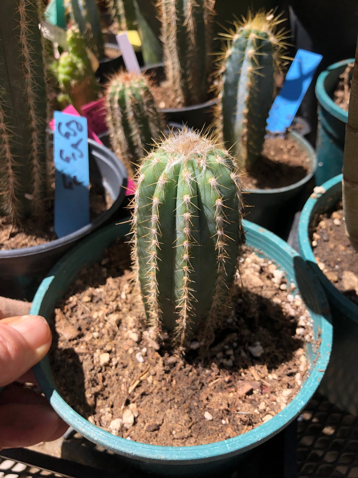 Pilosocereus  Pachycladus Cactus 7"Tall #76G