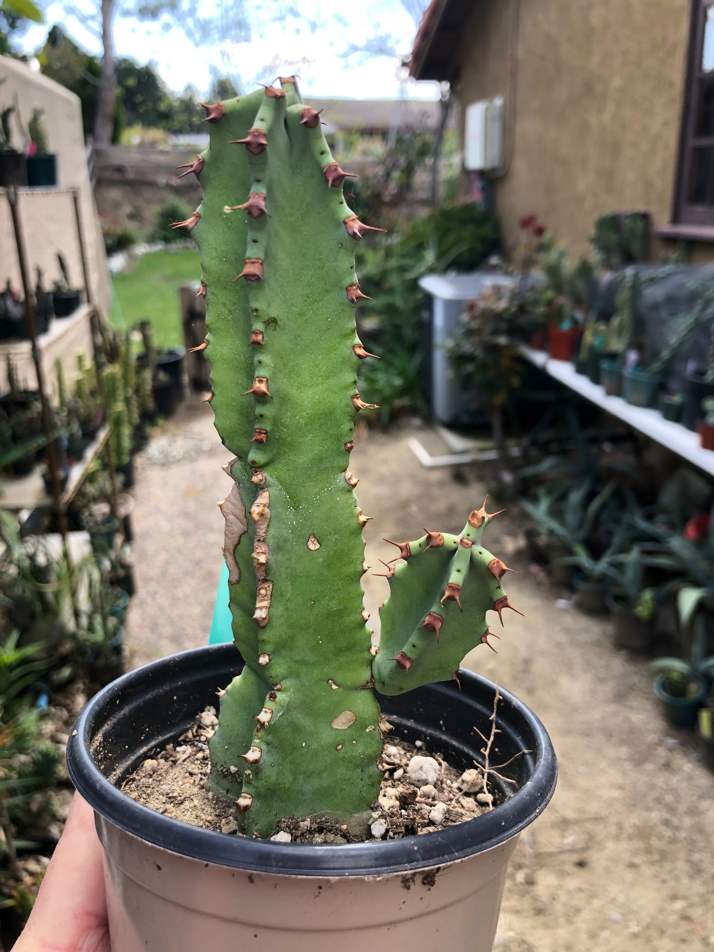 Euphorbia resinifera Moroccan Mound 6"Tall #12G