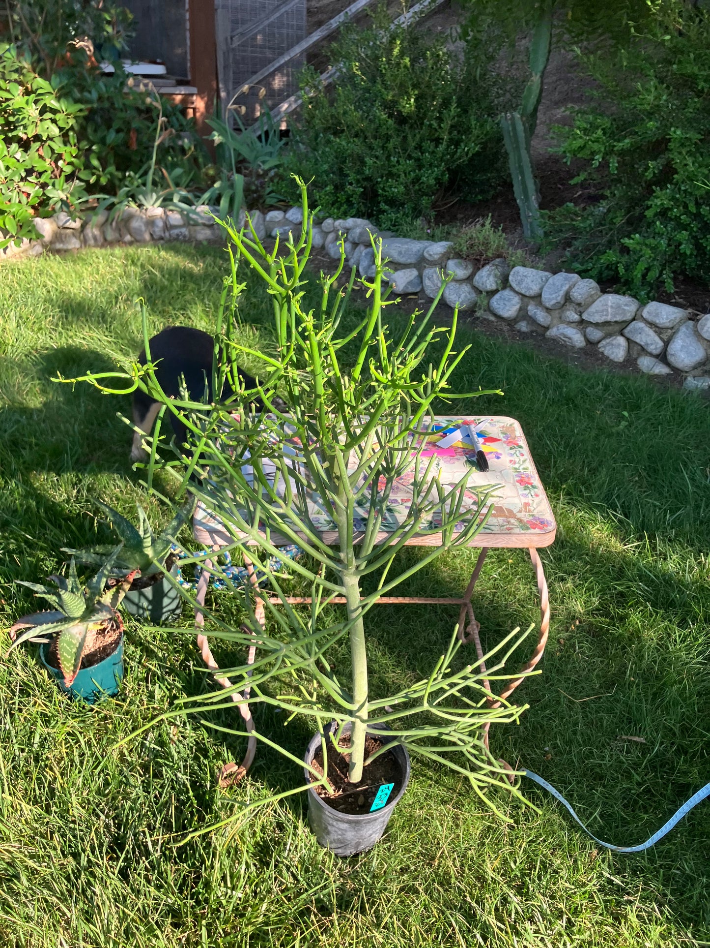 Euphorbia tirucalli Pencil Cactus/Succulent 42"Tall 18"Wide #420W