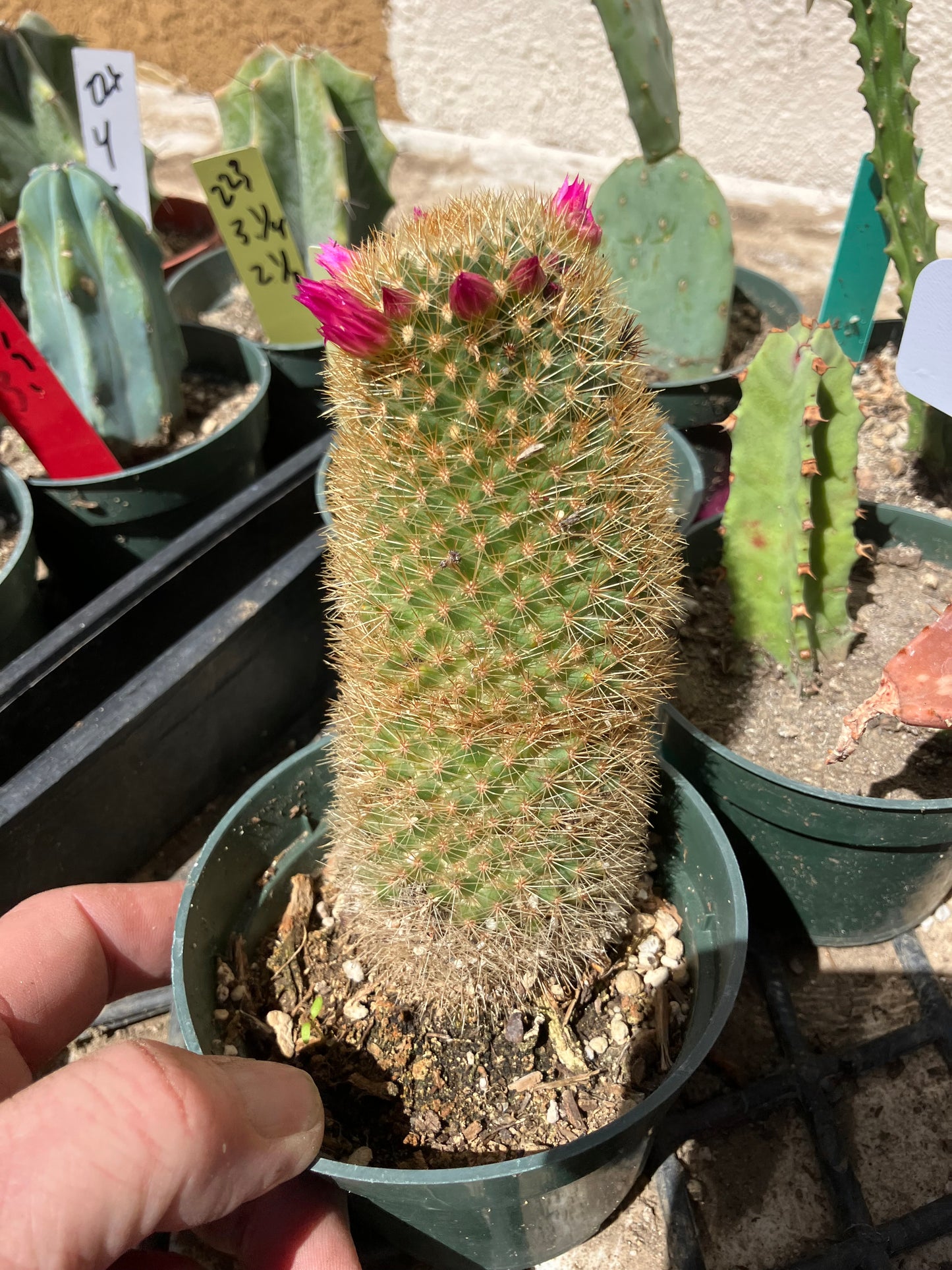 Mammillaria pilcayensis Bristle Brush Cactus 5.5" Tall #7P