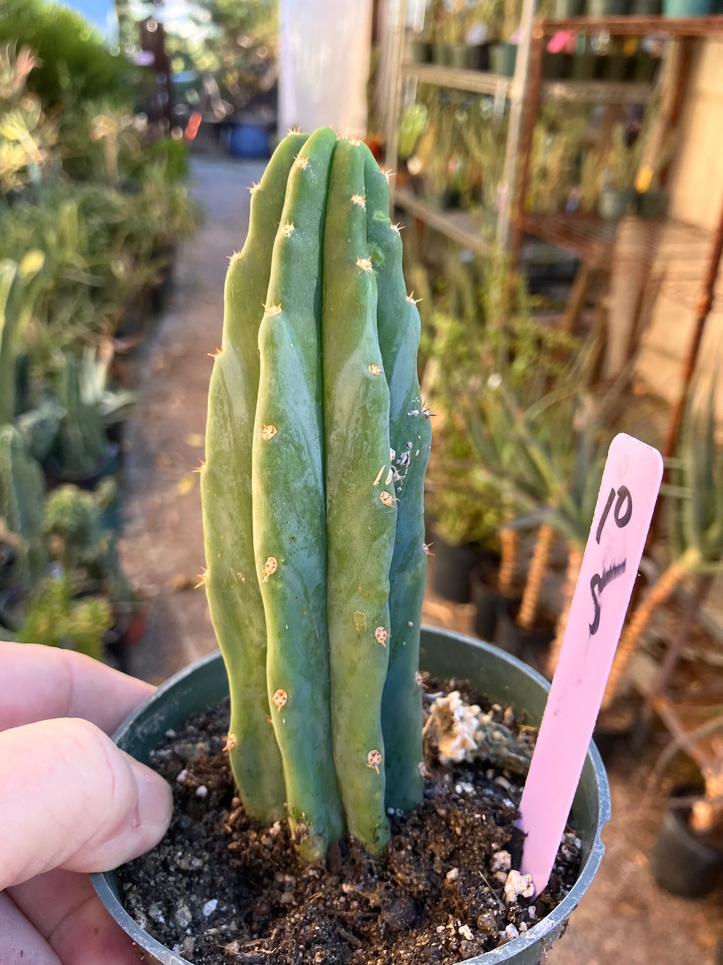 San Pedro Cactus - Trichocereus pachanoi 5"Tall #10P