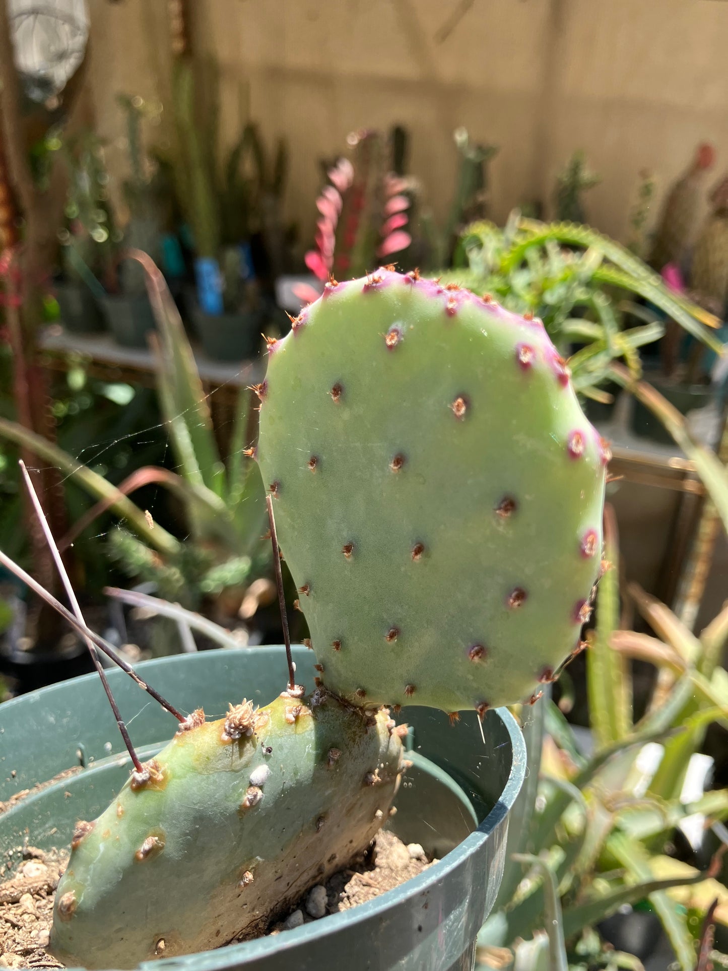 Opuntia Santa Rita Purple Prickly Pear 4"Tall #40W