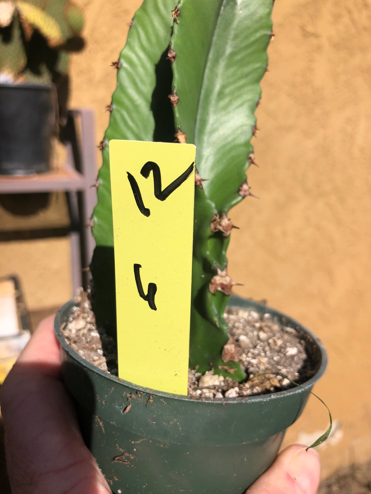 Euphorbia ingens Chocolate Drop 6”Tall #12Y