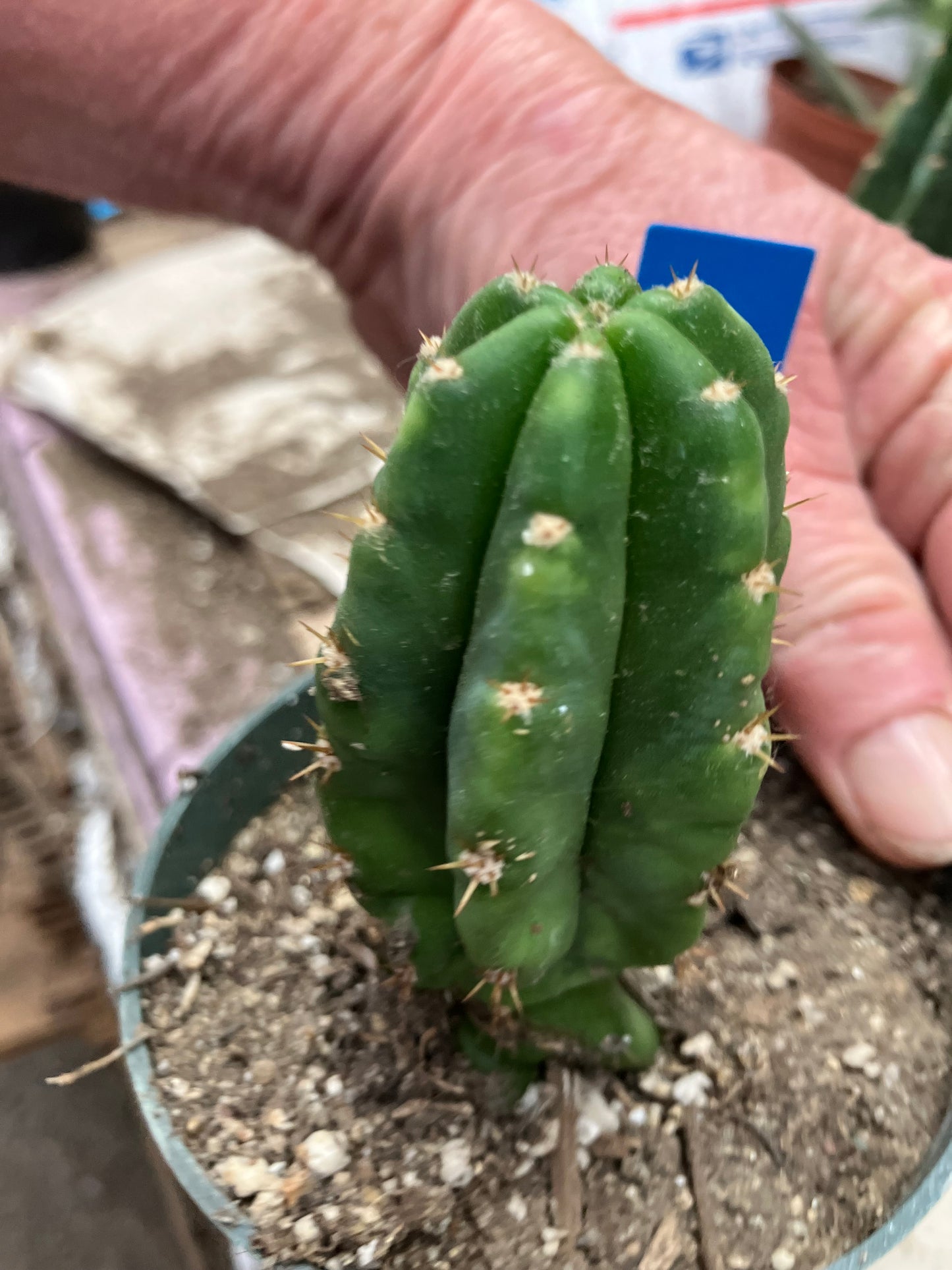 San Pedro Cactus  Trichocereus pachanoi 4"Tall #4B