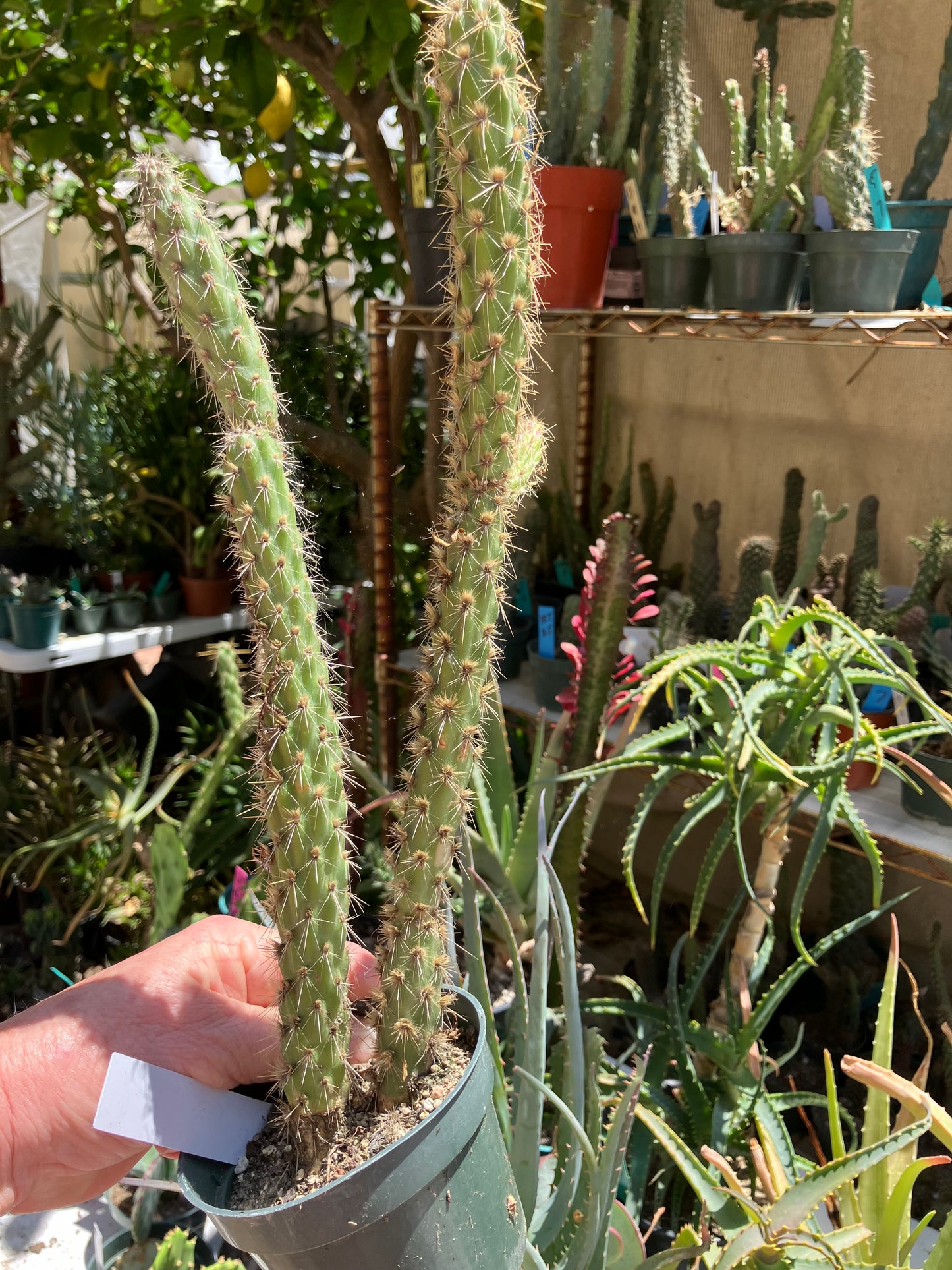 Cholla Cylindropuntia  Buckhorn  Cactus 14”Tall #014W