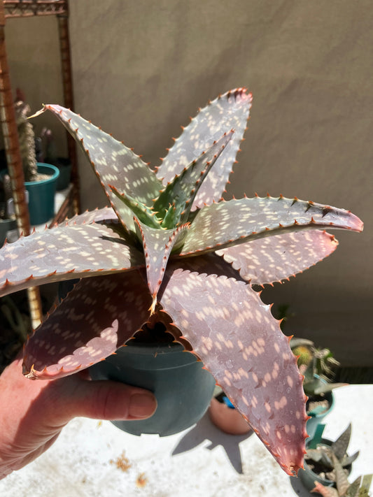 Aloe ~maculata "Soap Aloe" 12" Wide #120P