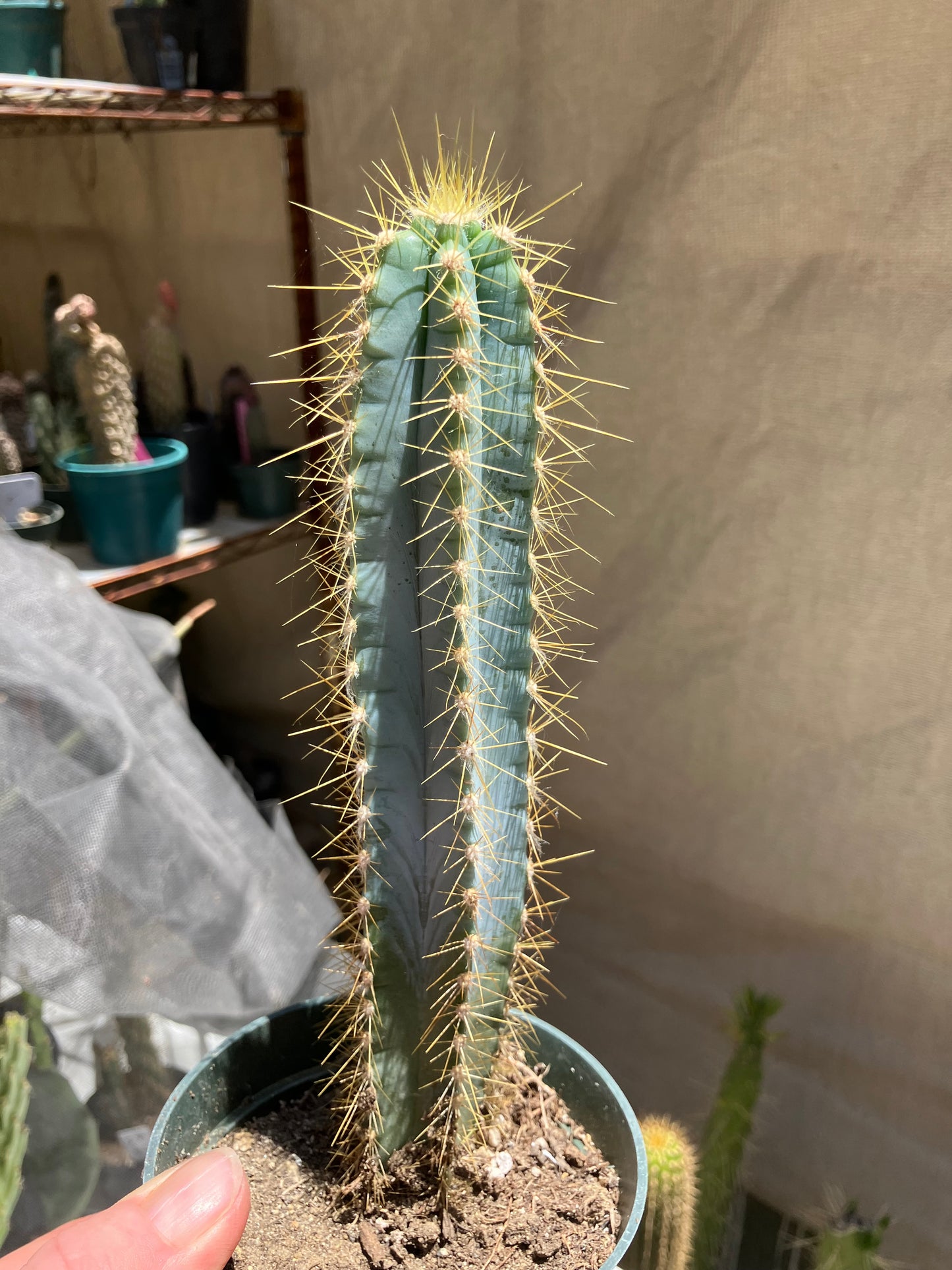 Pilosocereus Blue Azureus Cactus 8"Tall #45B