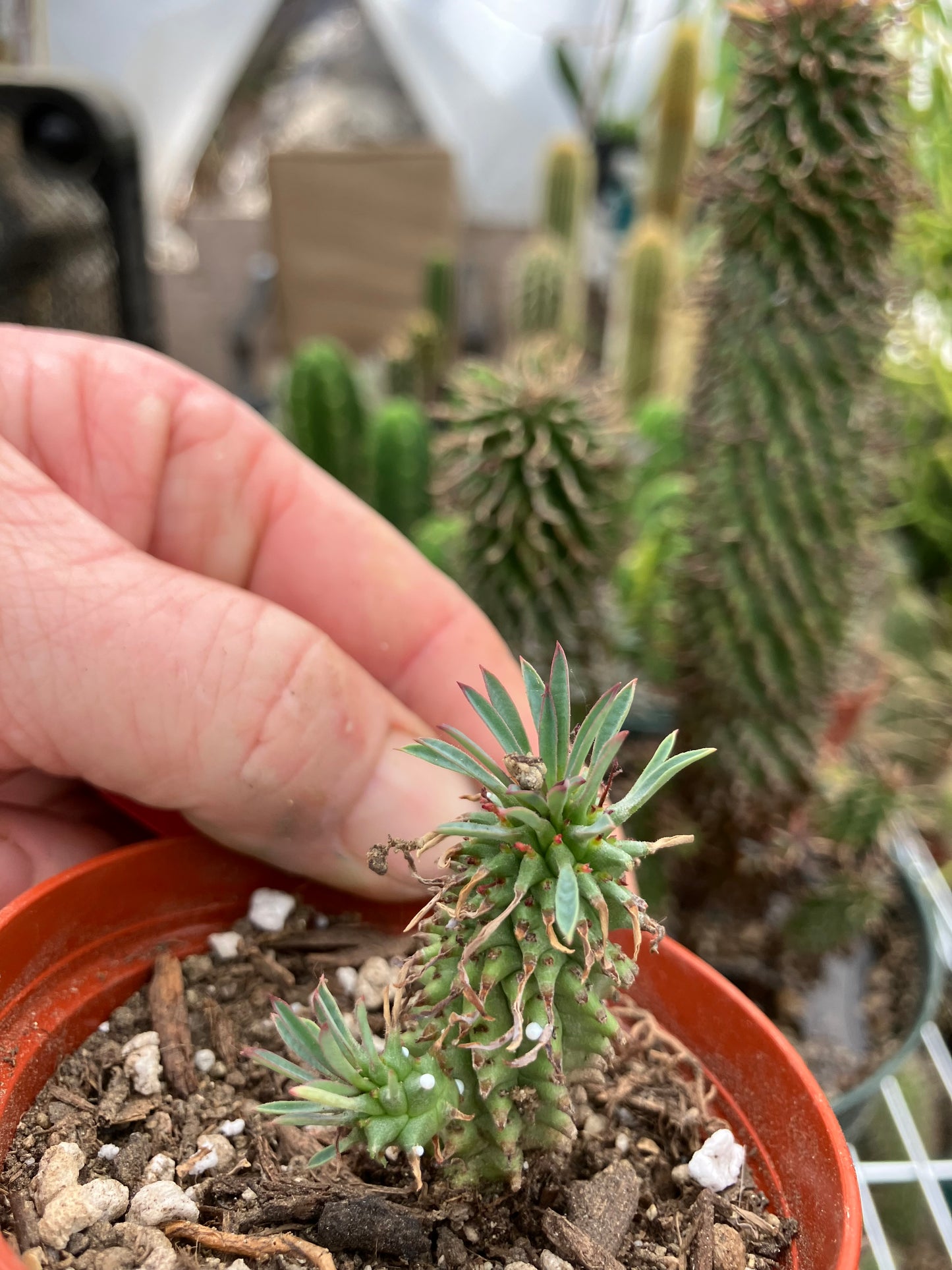 Euphorbia Twinkle Twirl  2" Tall #202R