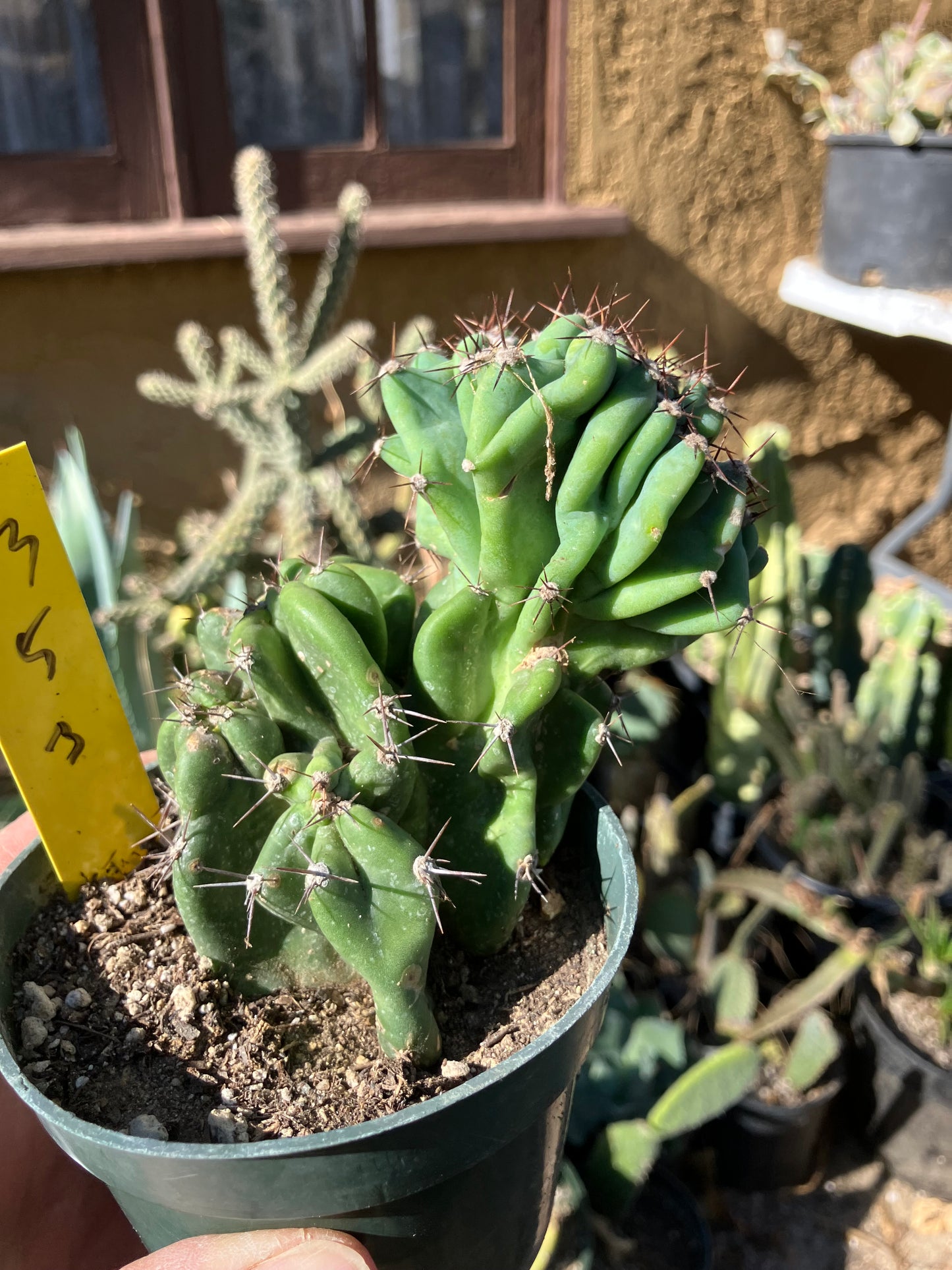 Cereus Peruvianus Monstrose Night Blooming 5"Tall 3" Wide #53Y