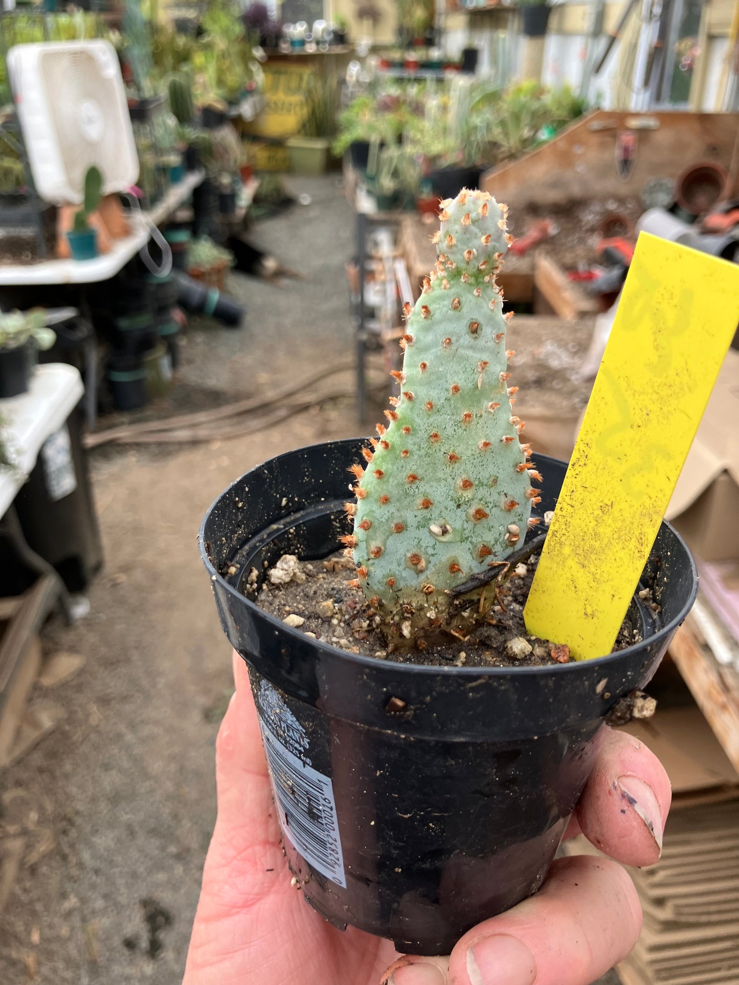 Opuntia Basilaris Beavertail Cactus 3.5"Tall #65Y