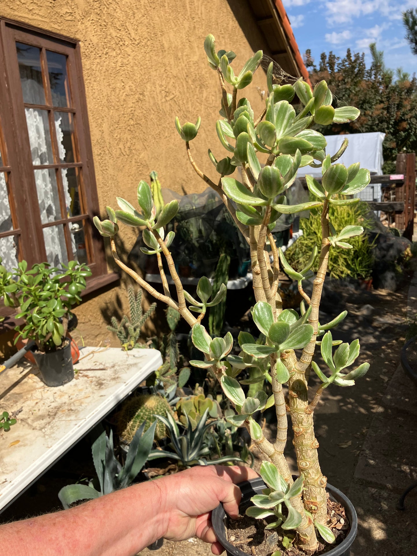 Crassula Ovata Variegated Jade 20”T 13”W #41R