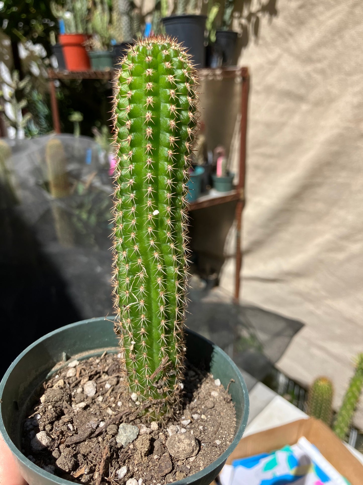 Pachycereus pecten-aboriginum
 Indian Comb Cactus 6"Tall #67B