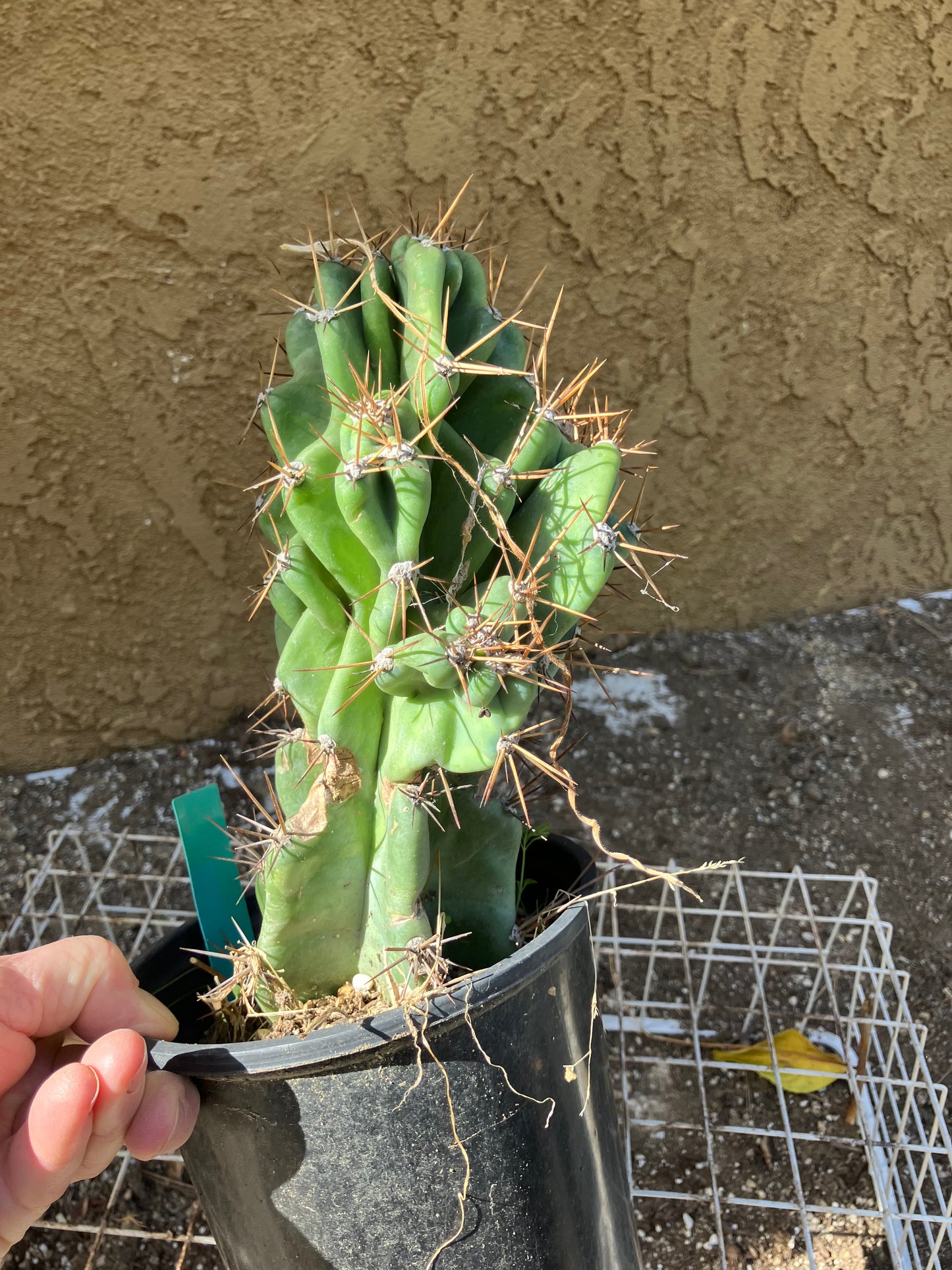 Cereus Peruvianus Monstrose Night Blooming 10"Tall #100G