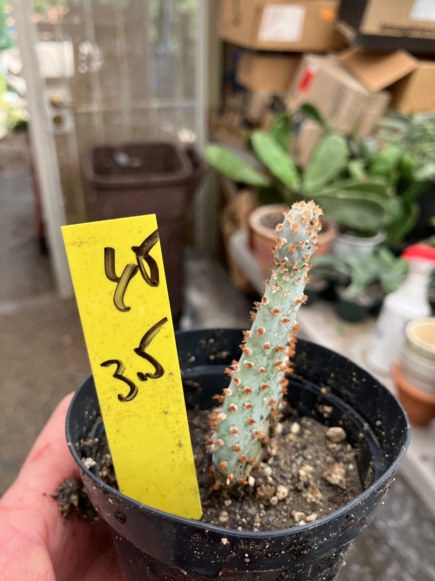 Opuntia Basilaris Beavertail Cactus 3.5"Tall #65Y