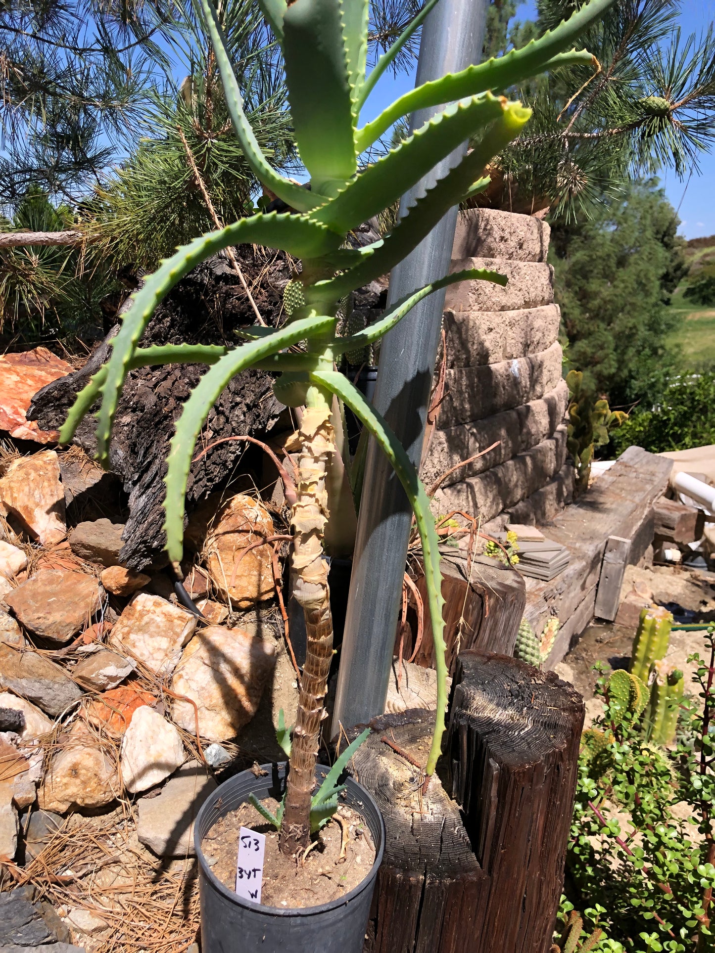 Aloe arborescens "Torch Aloe" 8 Year Old Living Plant Well Rooted 34" Tall #513W