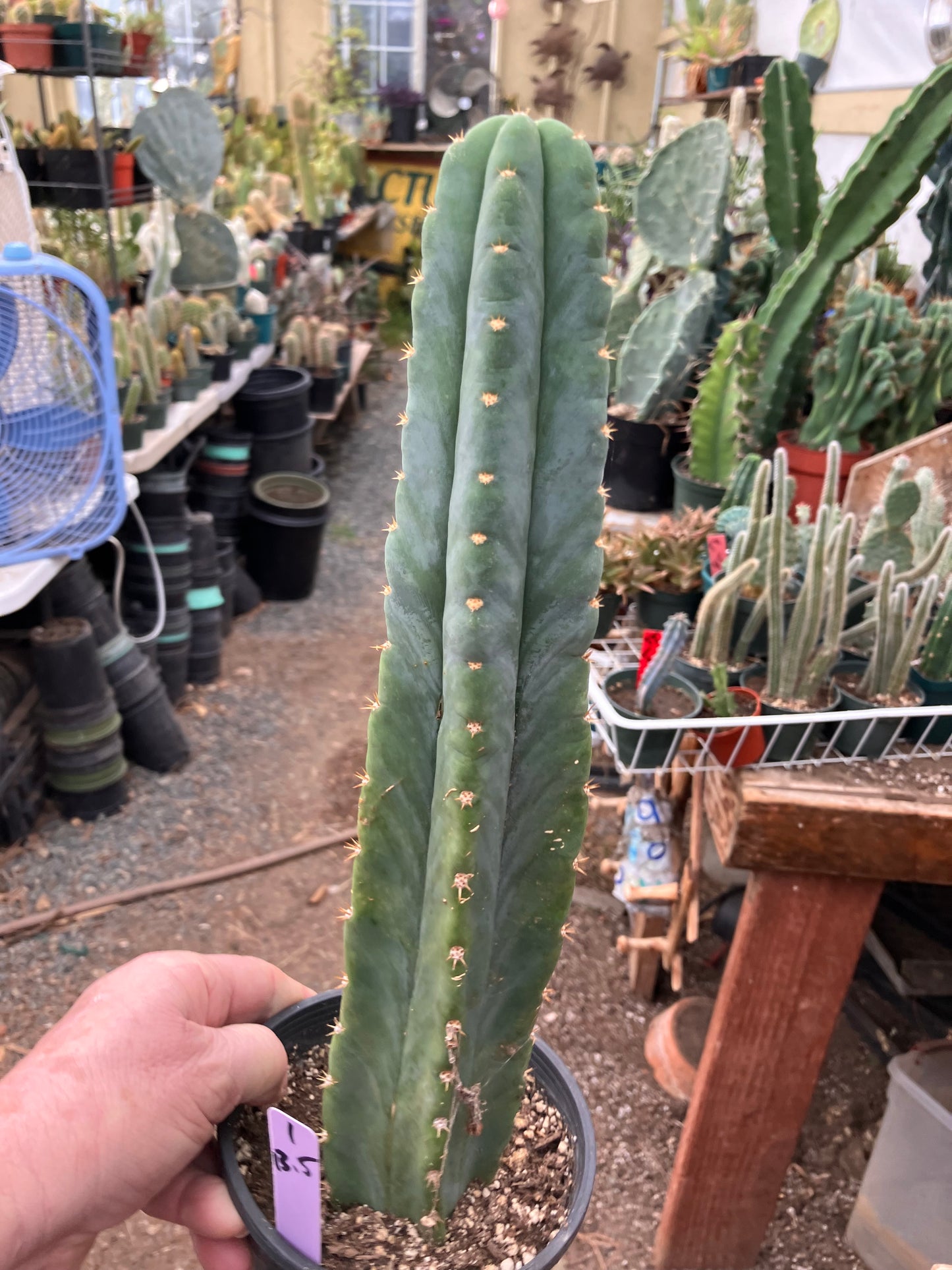 San Pedro Cactus - Trichocereus pachanoi 13.5"Tall #1Pu
