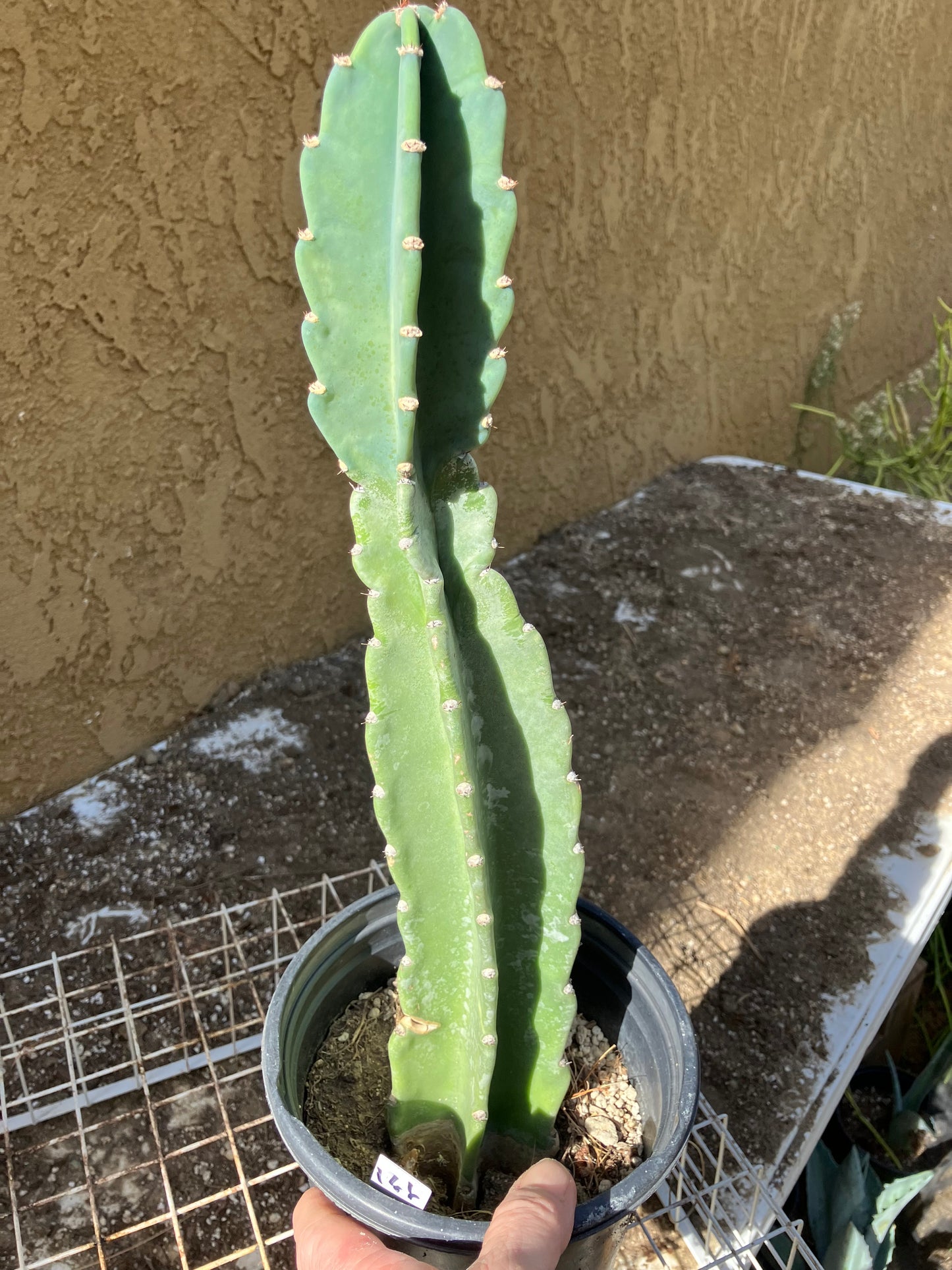 Cereus Peruvianus  Night Blooming 16"Tall#166W