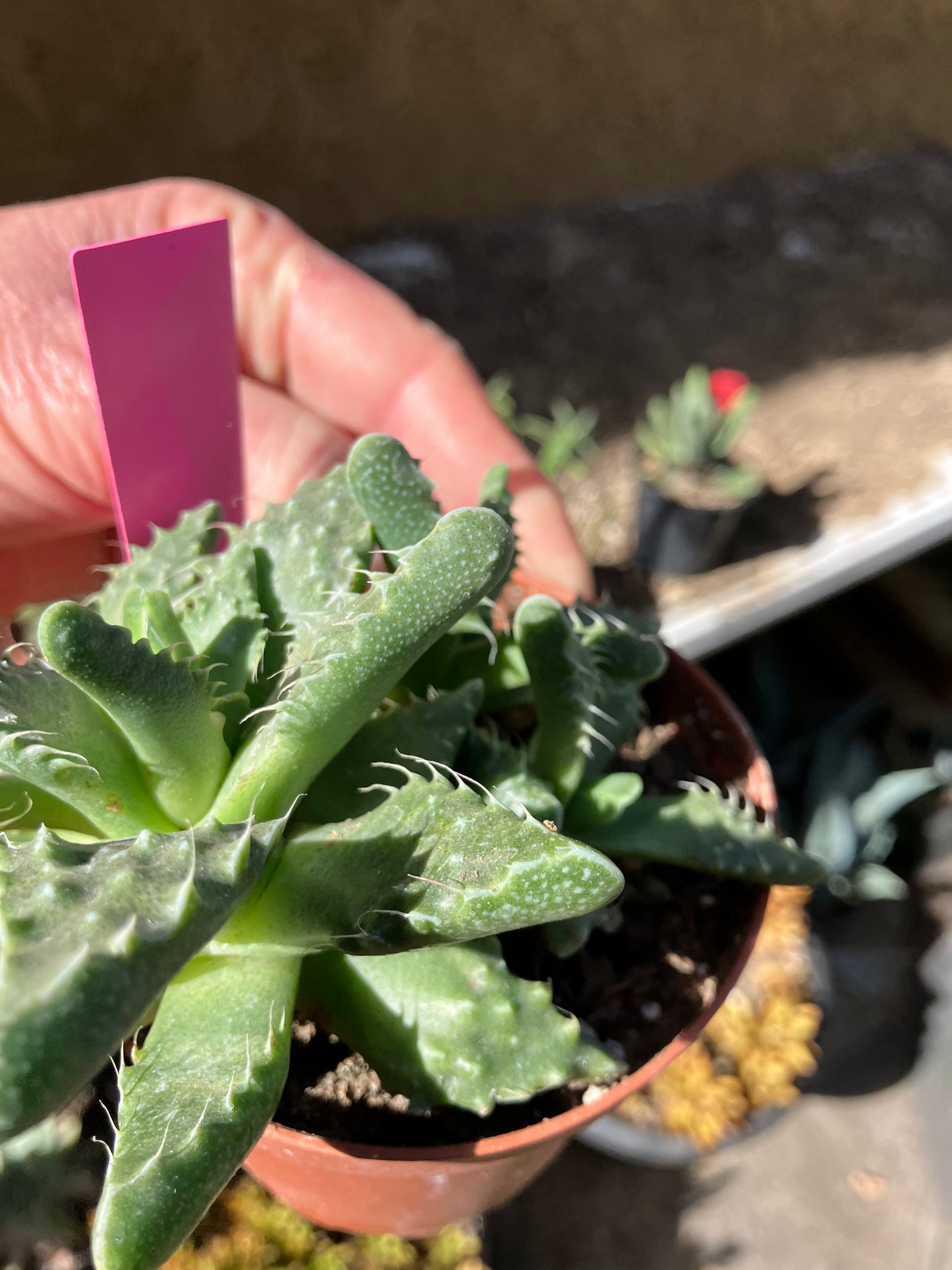 Faucaria tigrina Tiger Jaws 4"Wide #44P