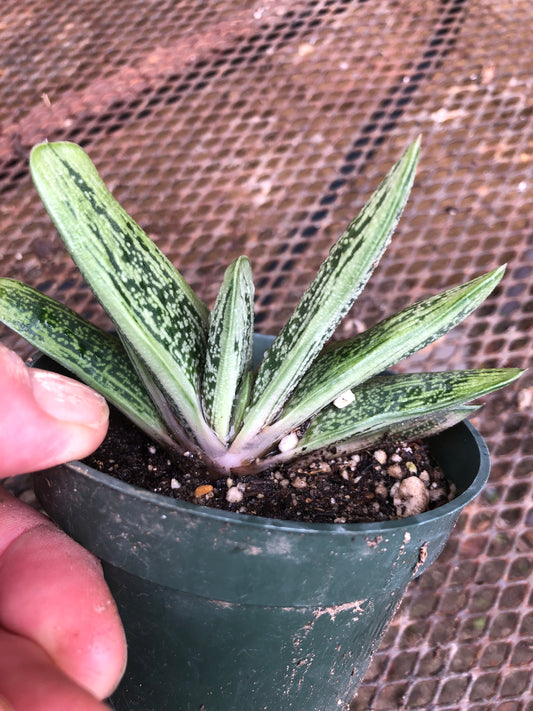 Gasteria Little Warty 3.5”W