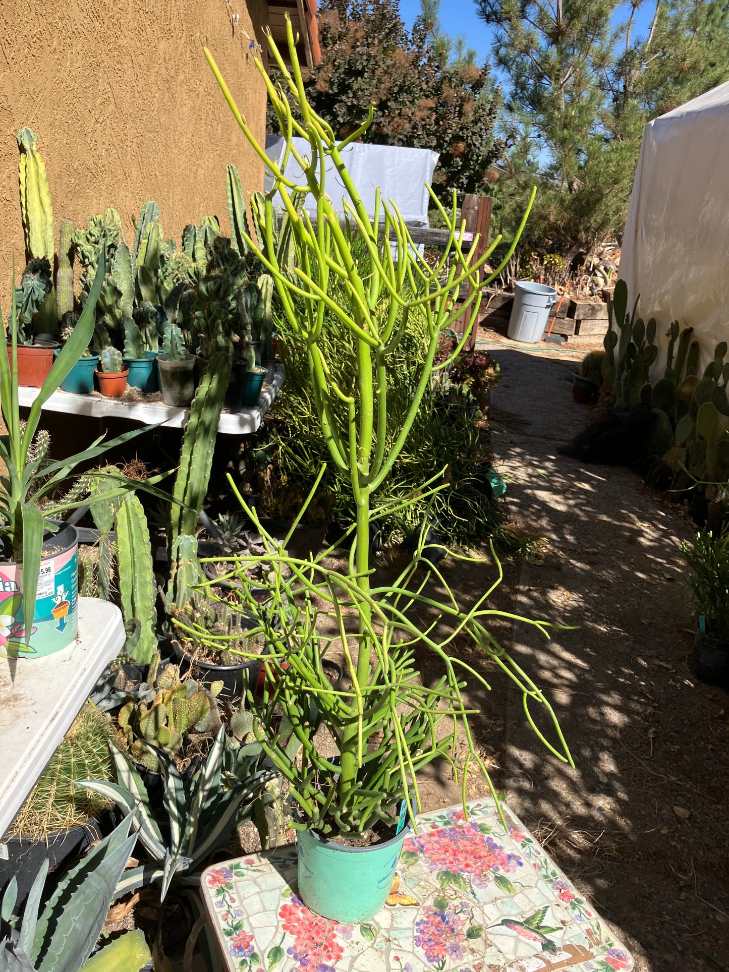 Euphorbia tirucalli Pencil Cactus/Succulent 38"Tall 15"Wide #28G