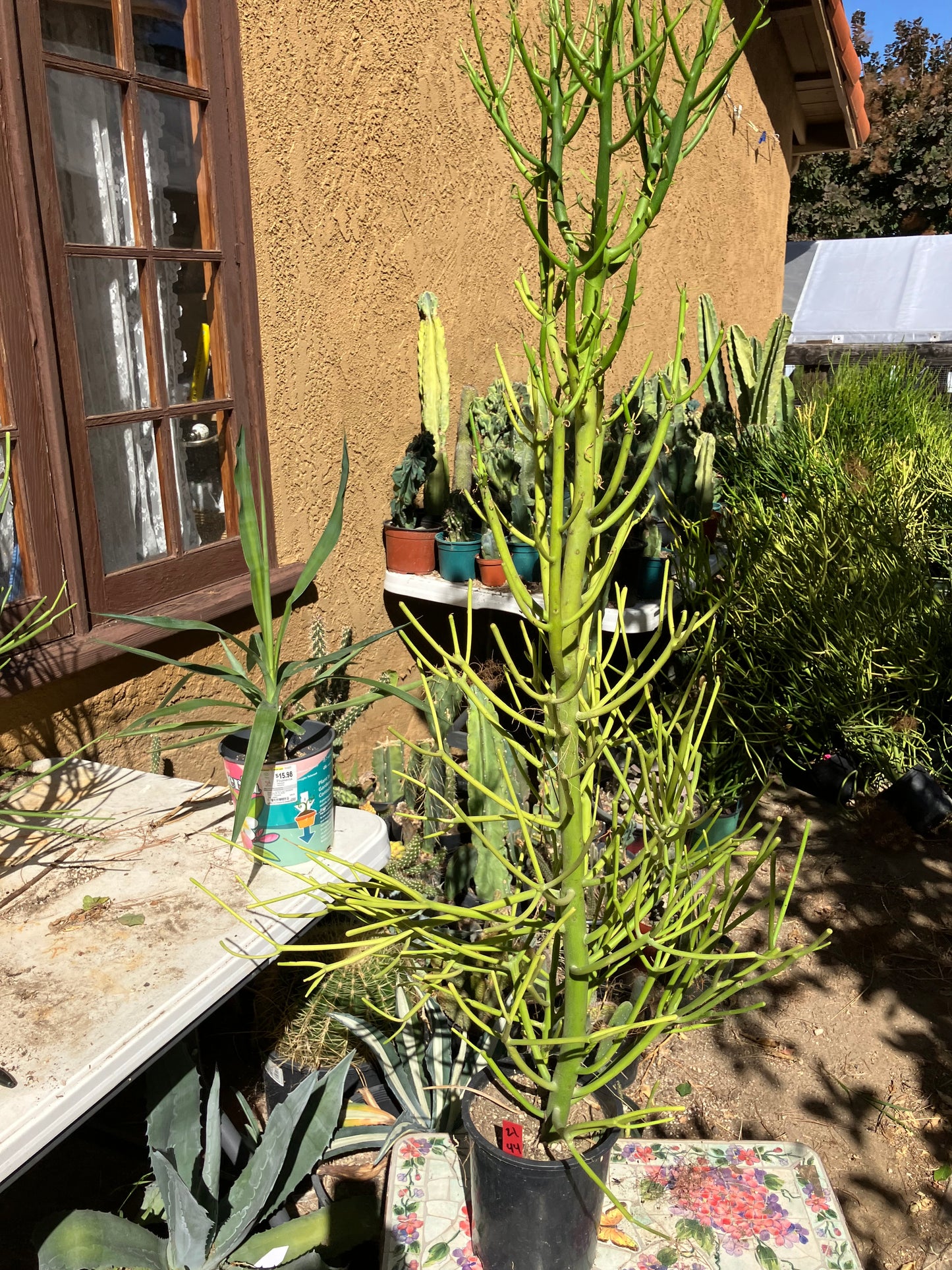 Euphorbia tirucalli Pencil Cactus/Succulent 44"Tall 17"Wide #21R