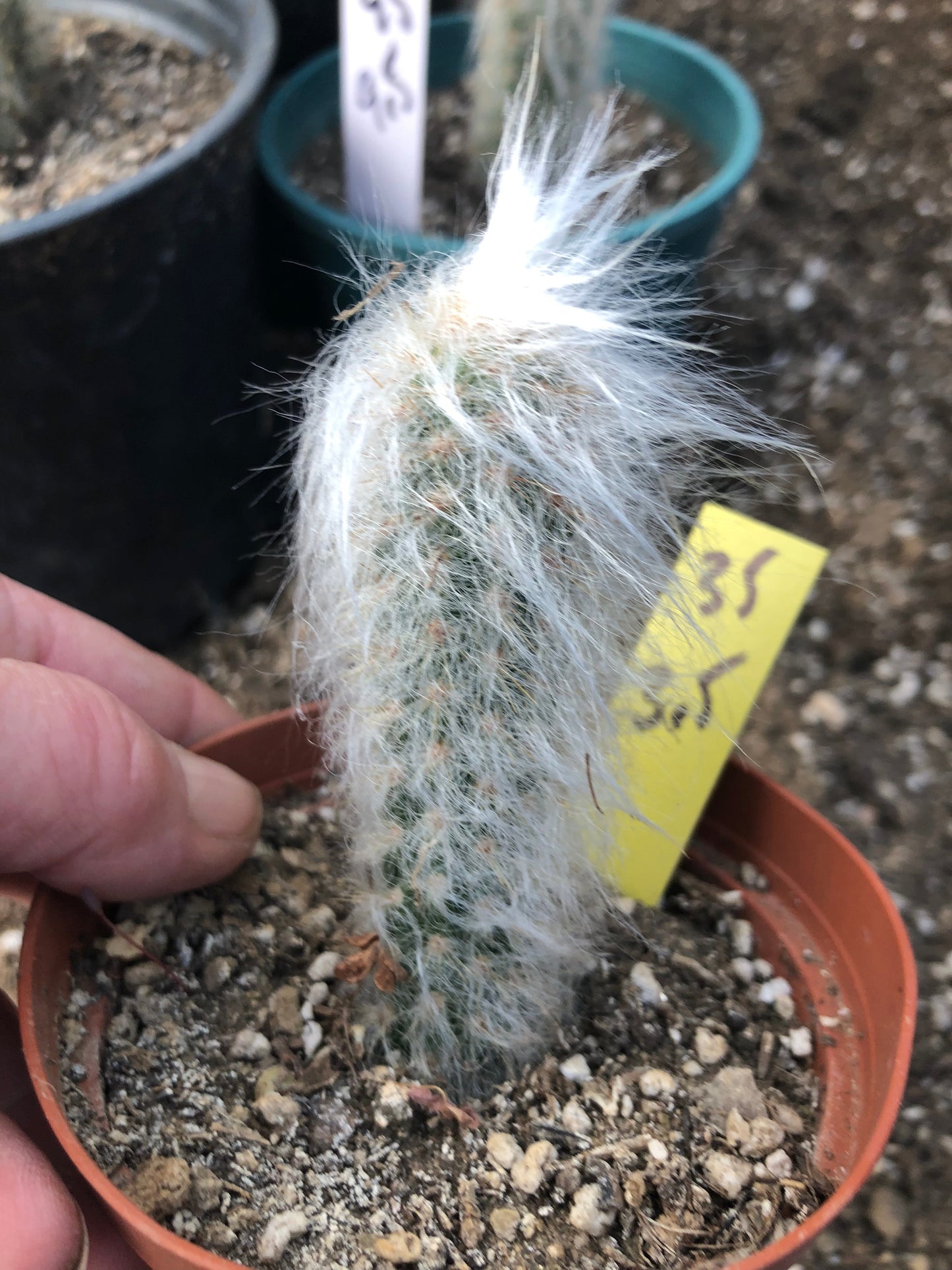 Oreocereus doelzianus Old Man Clustering Cactus 3.5" Tall #35Y