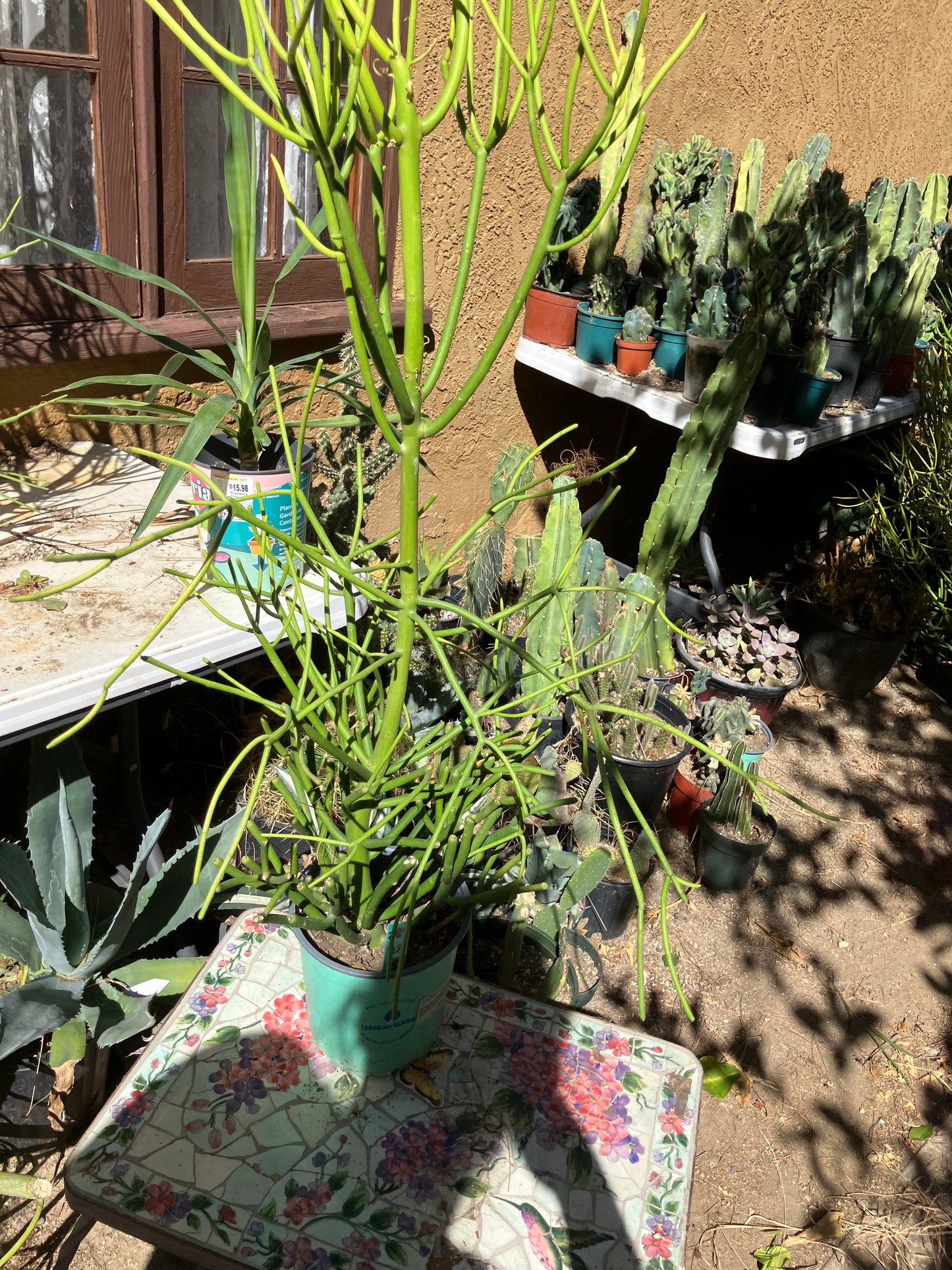 Euphorbia tirucalli Pencil Cactus/Succulent 38"Tall 15"Wide #28G