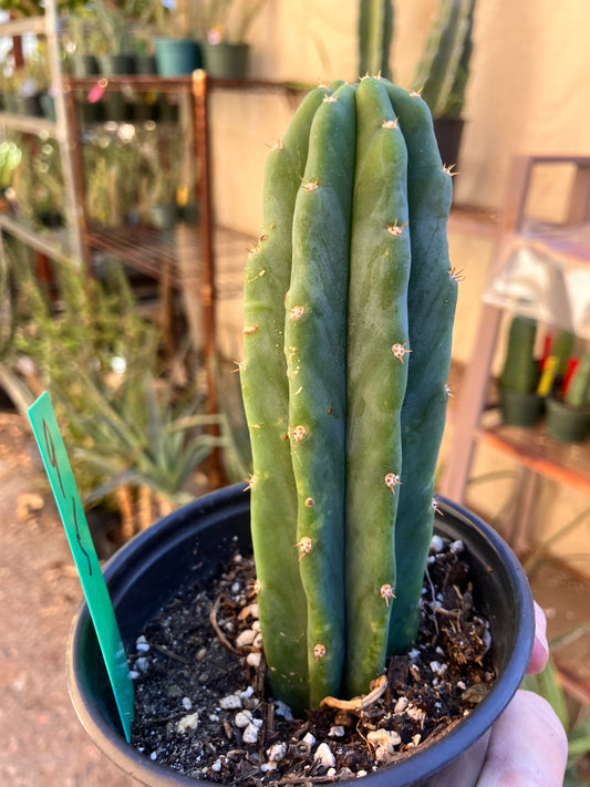 San Pedro Cactus - Trichocereus pachanoi 5"Tall #10P
