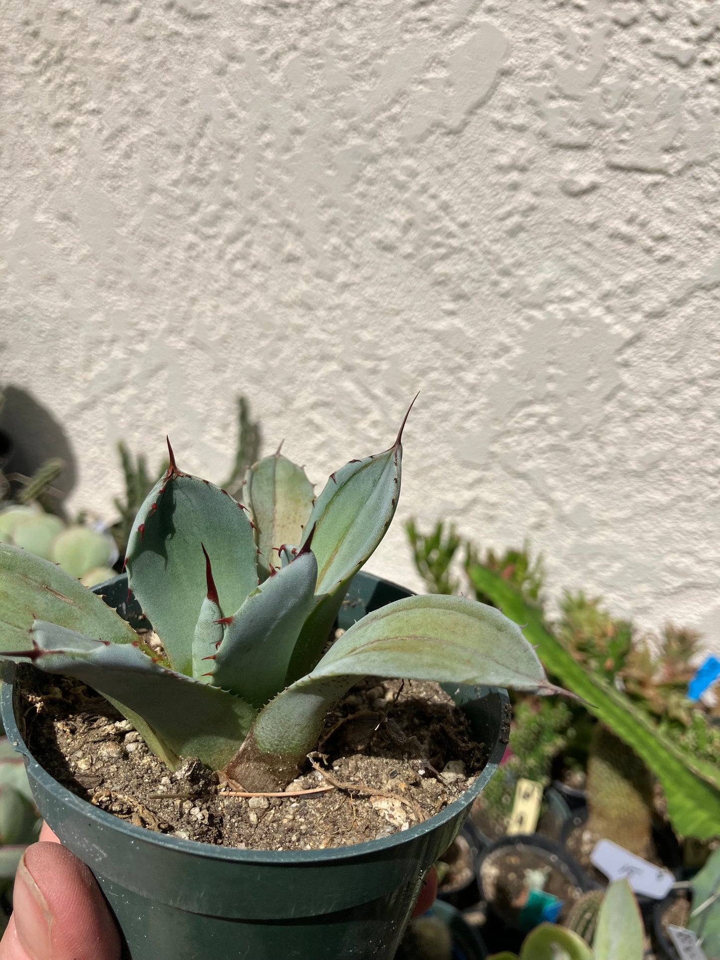 Agave parryi var. truncata Artichoke agave Cold Hardy 4"Wide #40W