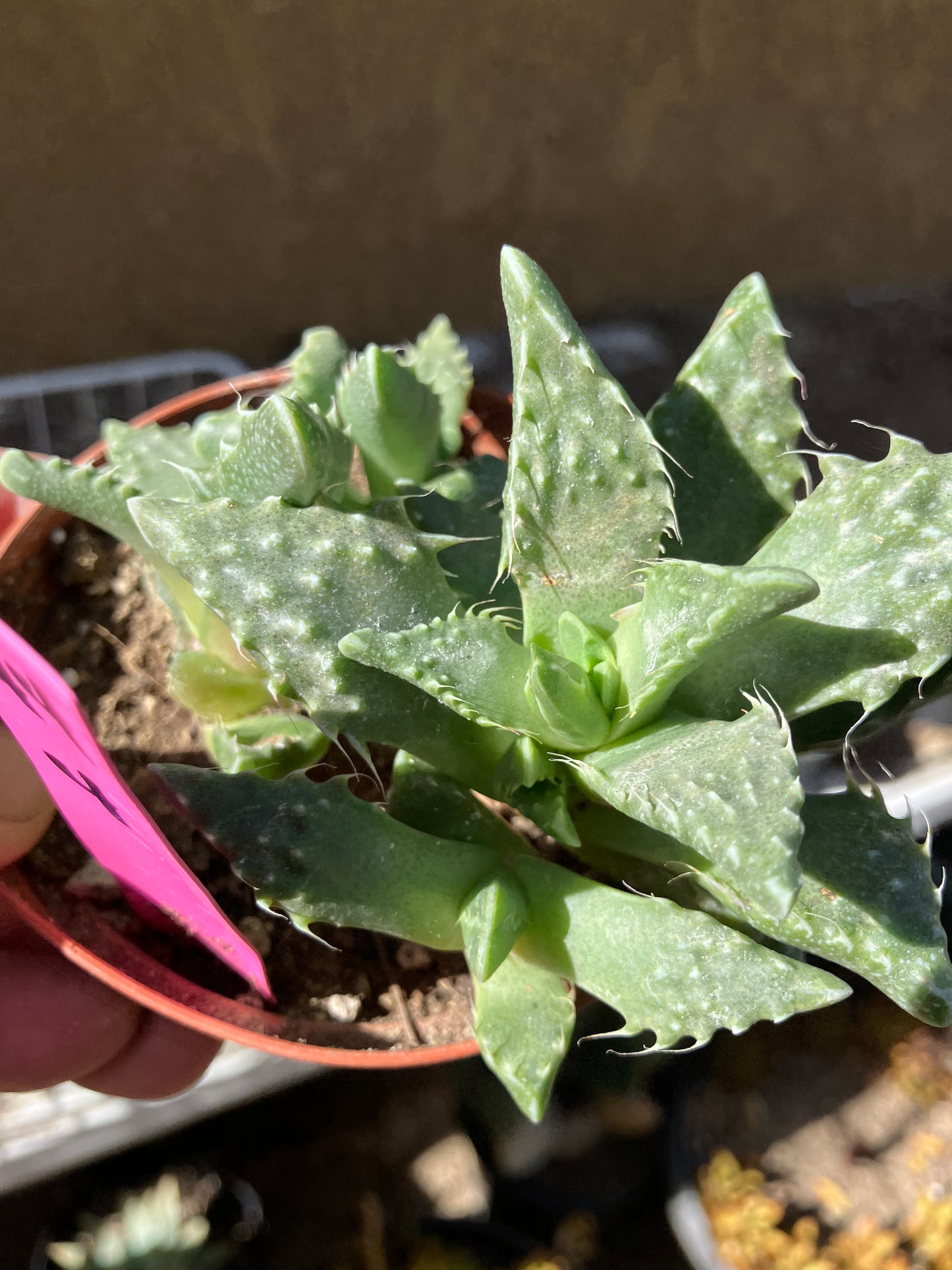 Faucaria tigrina Tiger Jaws 4"Wide #44P